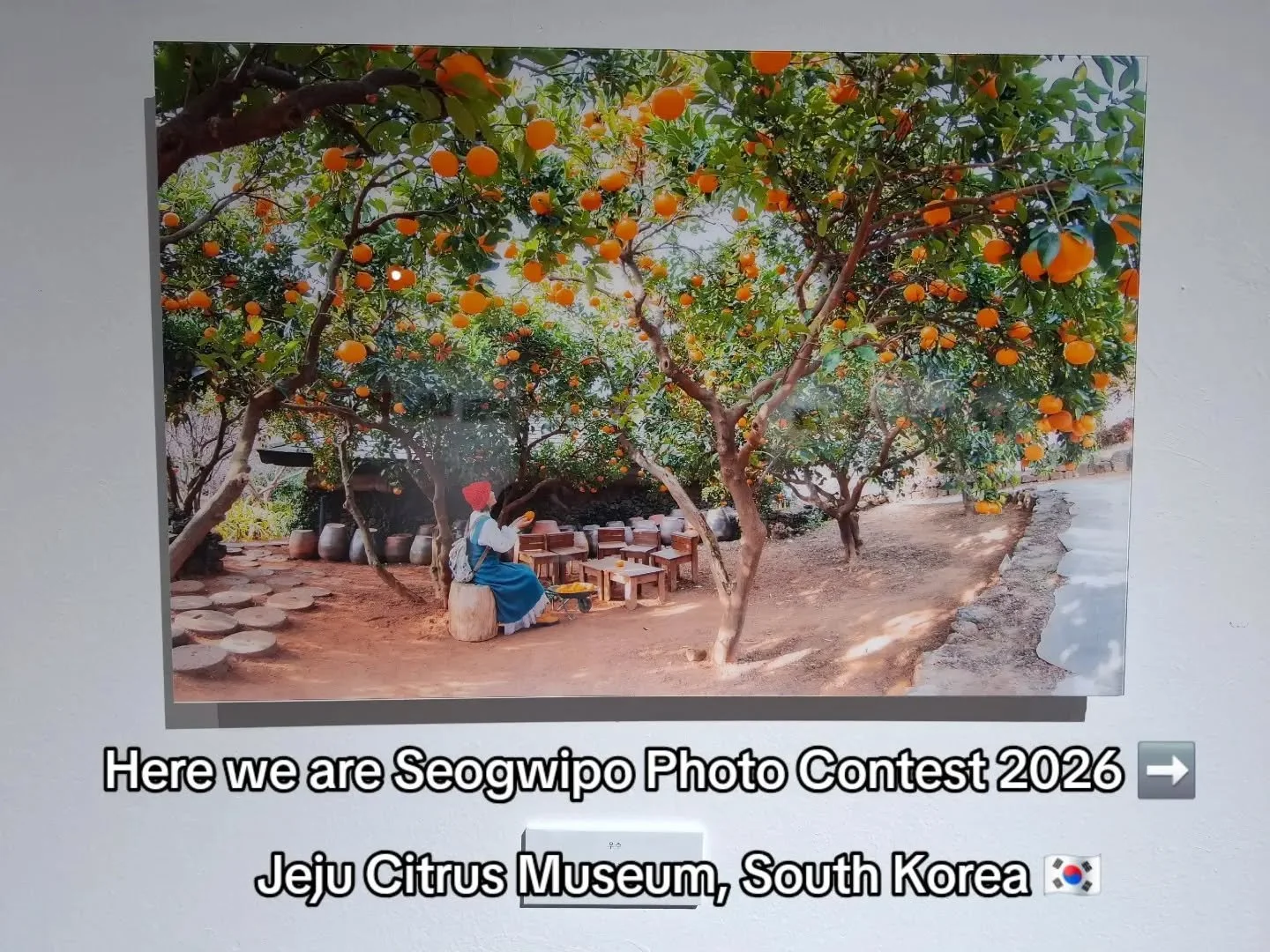 Some of my fave photos from the Seogwipo photography exhibition at the Jeju Citrus Museum! 🍊

I really like the second photo becaue the colours of the sunset are awesome!

Alice 💙

#photography #jejuisland #seogwipo #photo #gallery