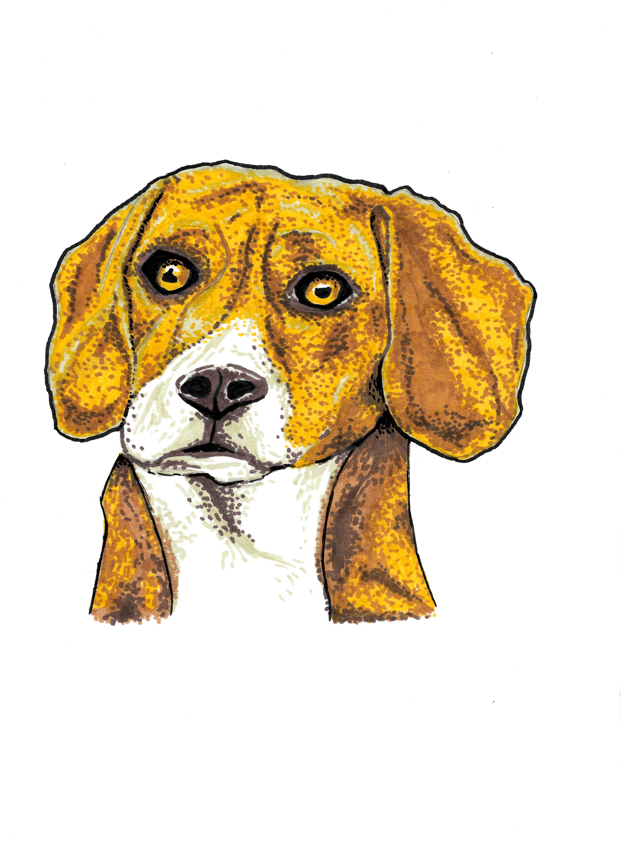 Beagle.jpg