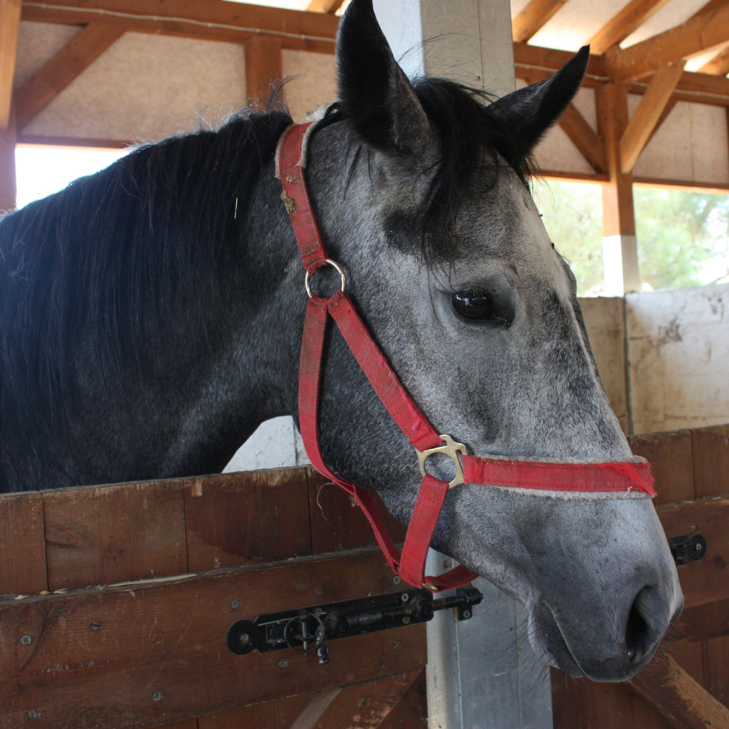 A horse in a stable