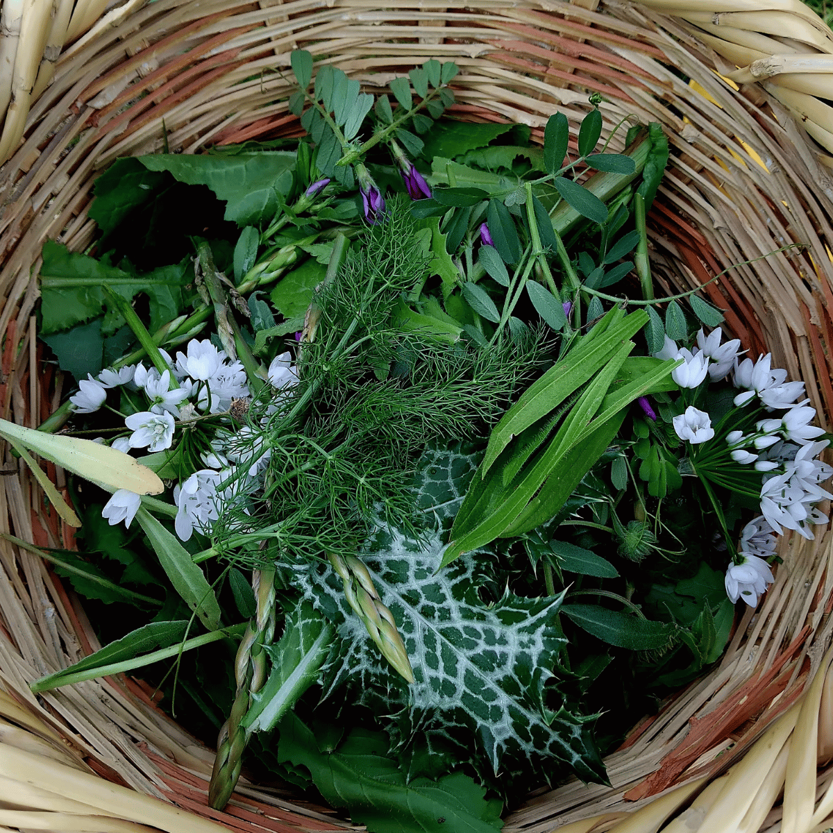 Various herbs in a basket