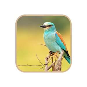 European roller (Kranga) bird on a branch