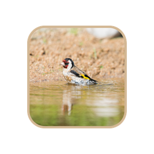 European Goldfinch (Sgartili) bird in the water