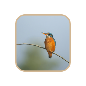Kingfisher (Alkioni) bird on a branch