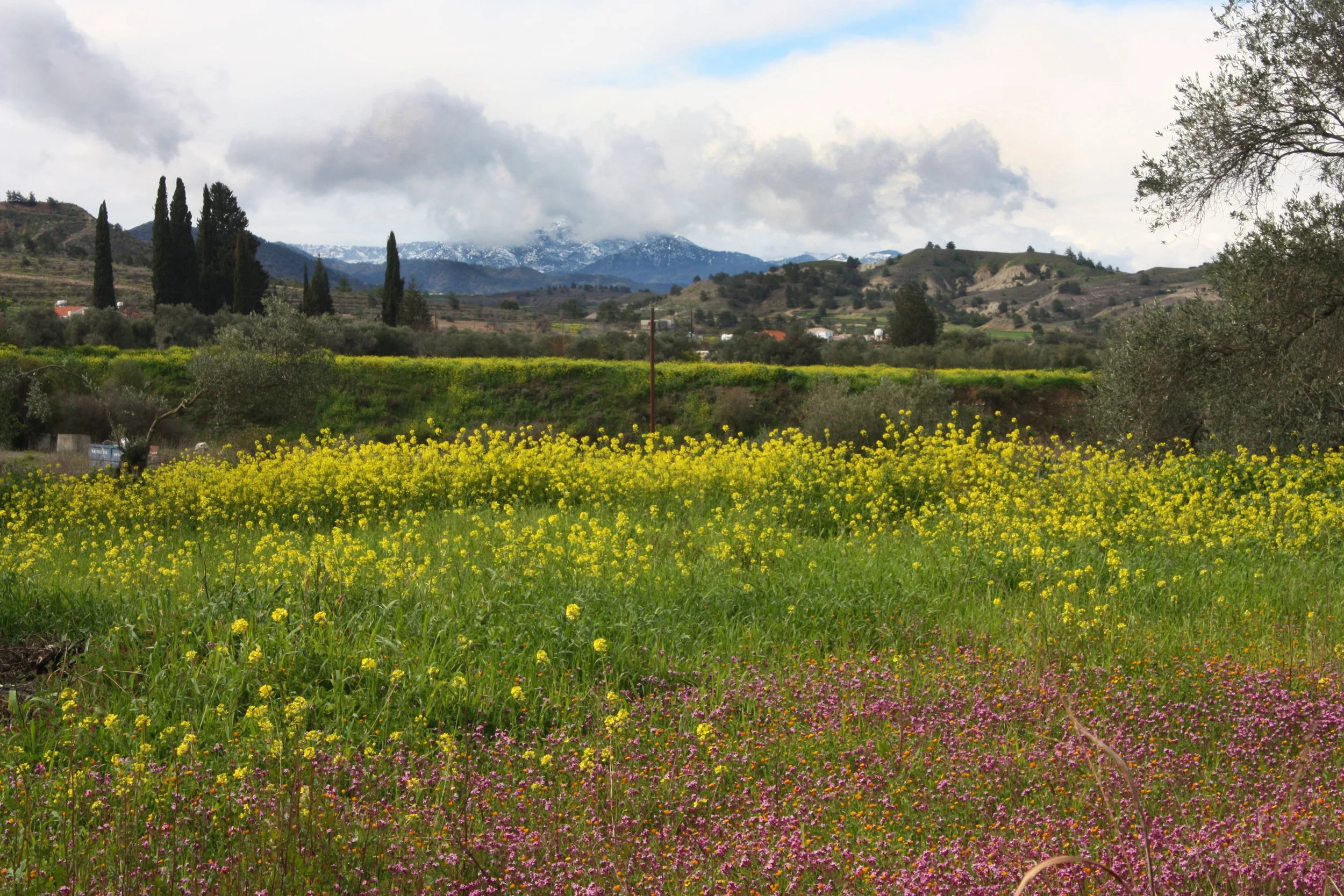 A field full of pink and yellow flowers