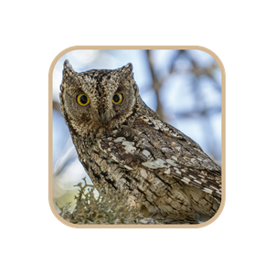 Cyprus Scops Owl (Thoupi)