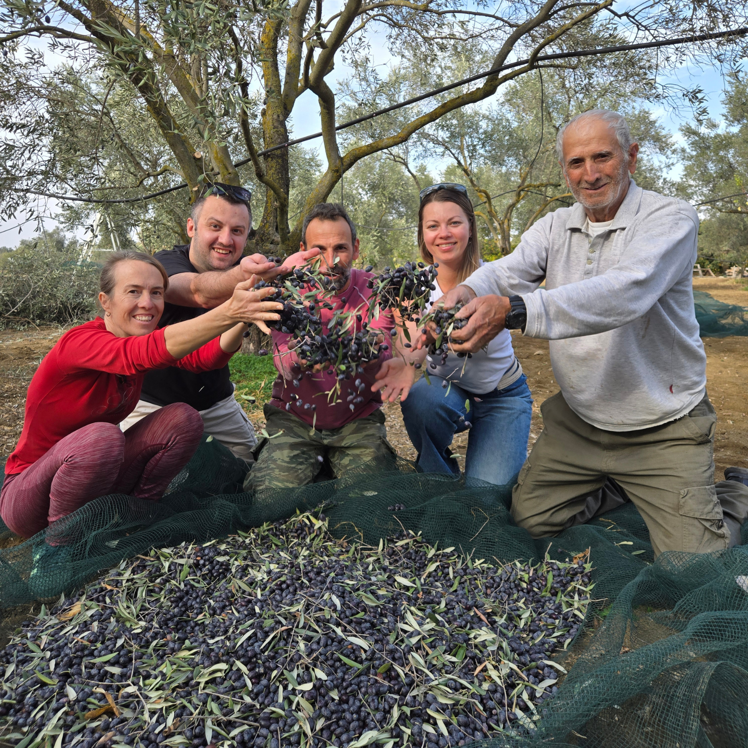 People dropping olives into a net on the ground