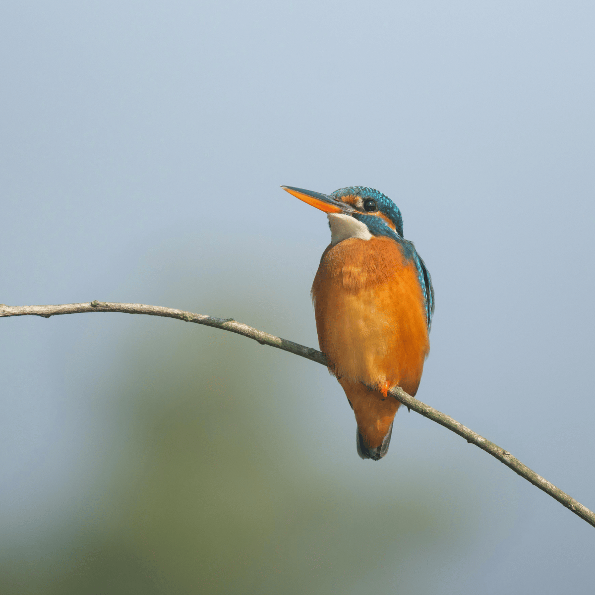 Kingfisher bird on a twig