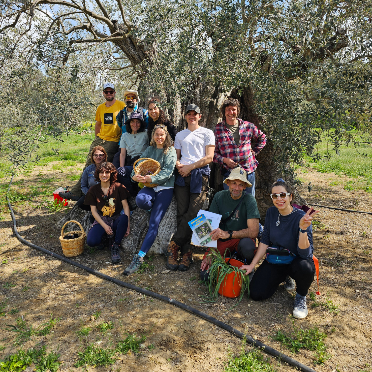 People with foraged plants in baskets resting under an olive tree