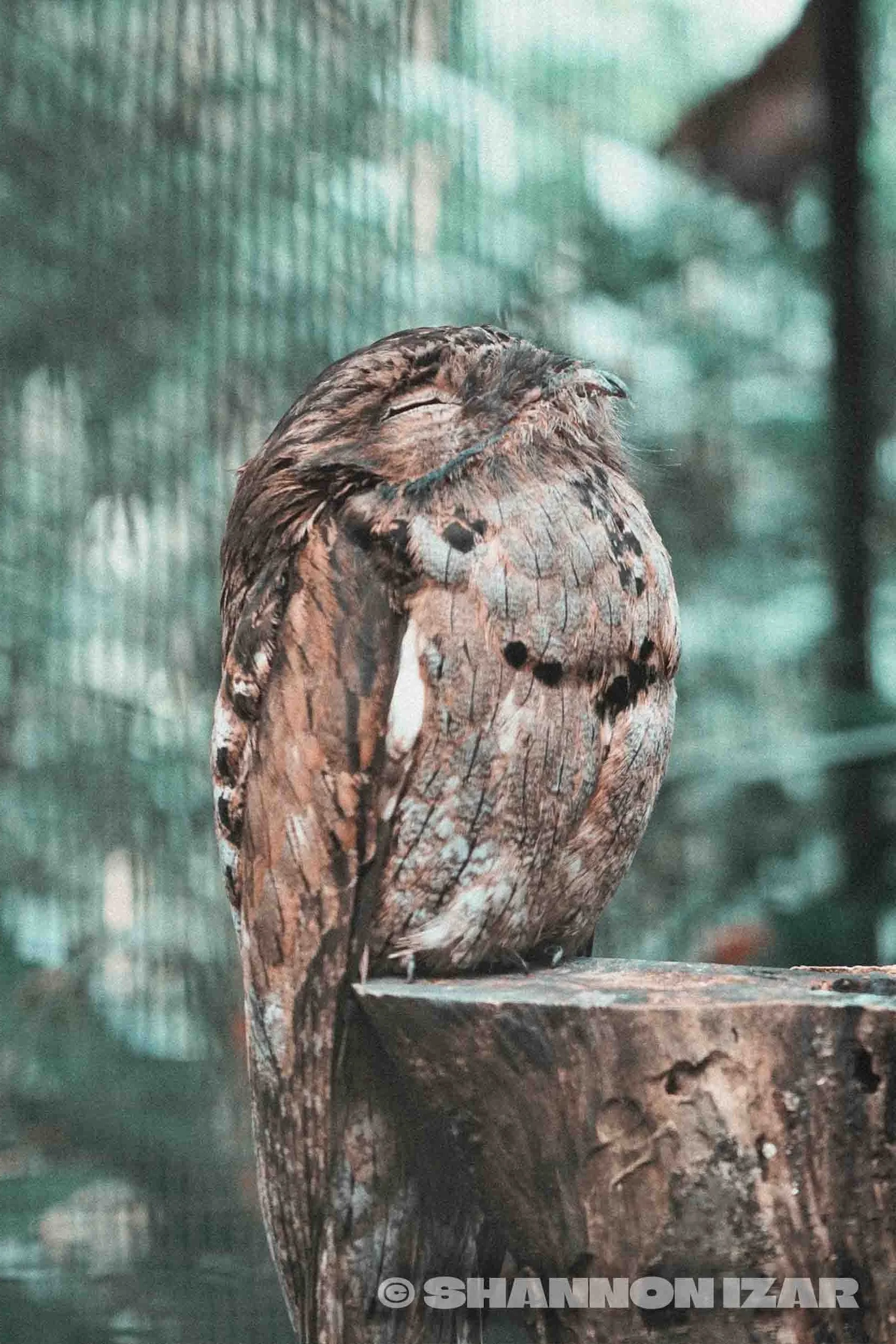 Un hibou perché sur une branche en bois, dans un environnement naturel, avec un fond flou de feuilles vertes.