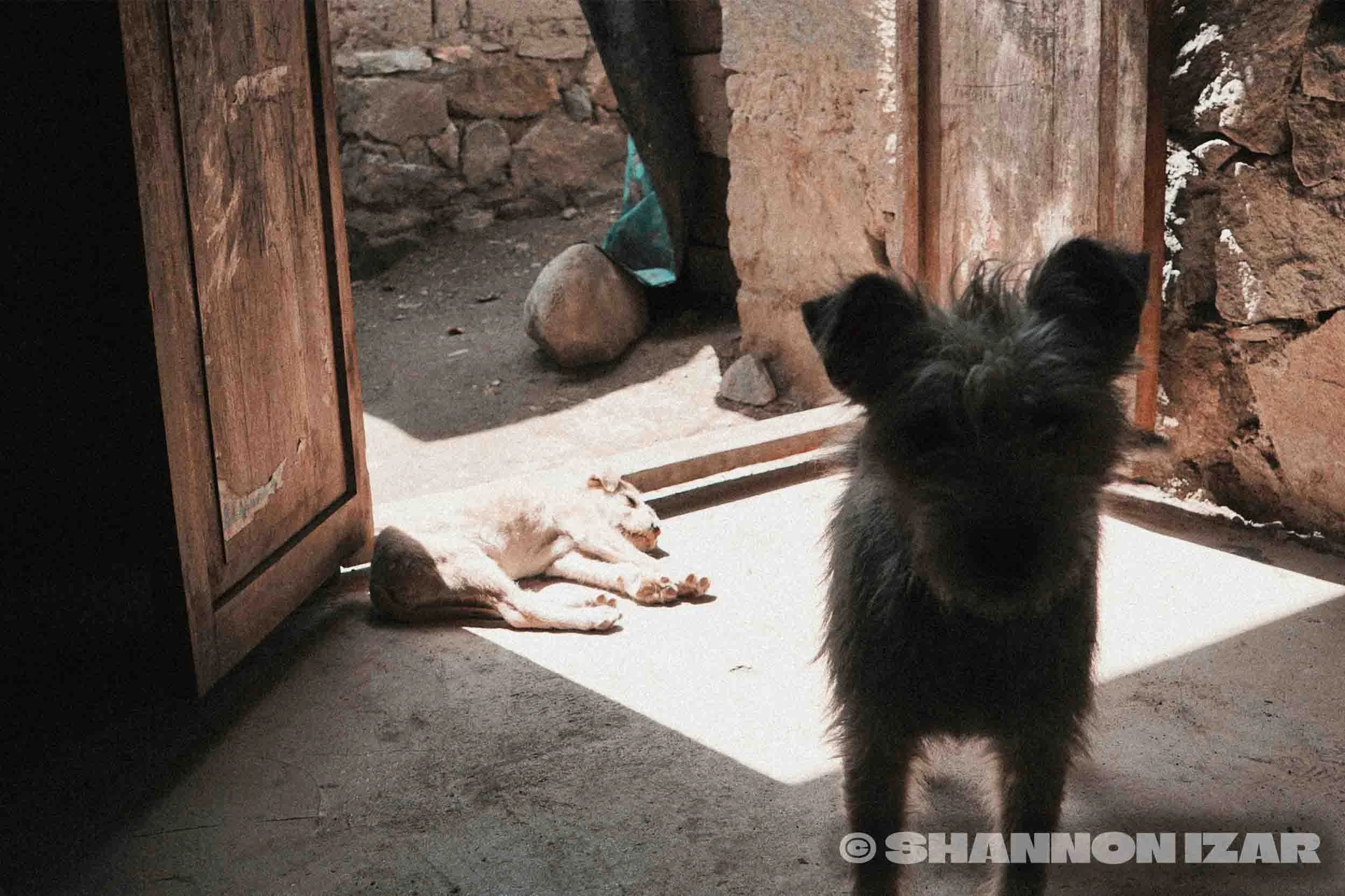 Un chien noir et gris est devant un chiot blanc allongé à l'extérieur, près d'une porte en bois dans une zone de pierre et de terre.