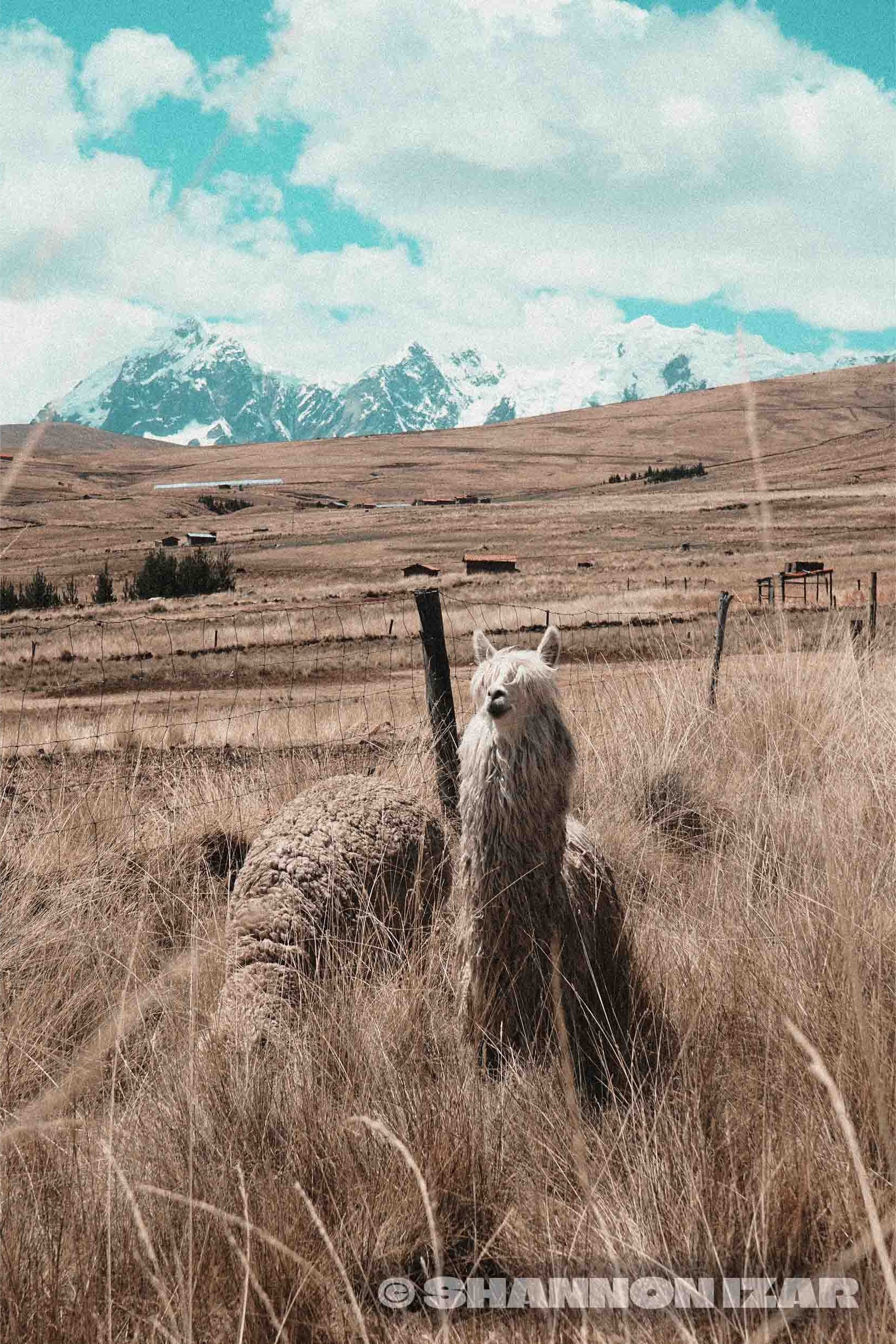 Un paysage de champs avec des montagnes enneigées en arrière-plan, une barrière en bois dans le premier plan et un lama ou alpaga blanc au centre.