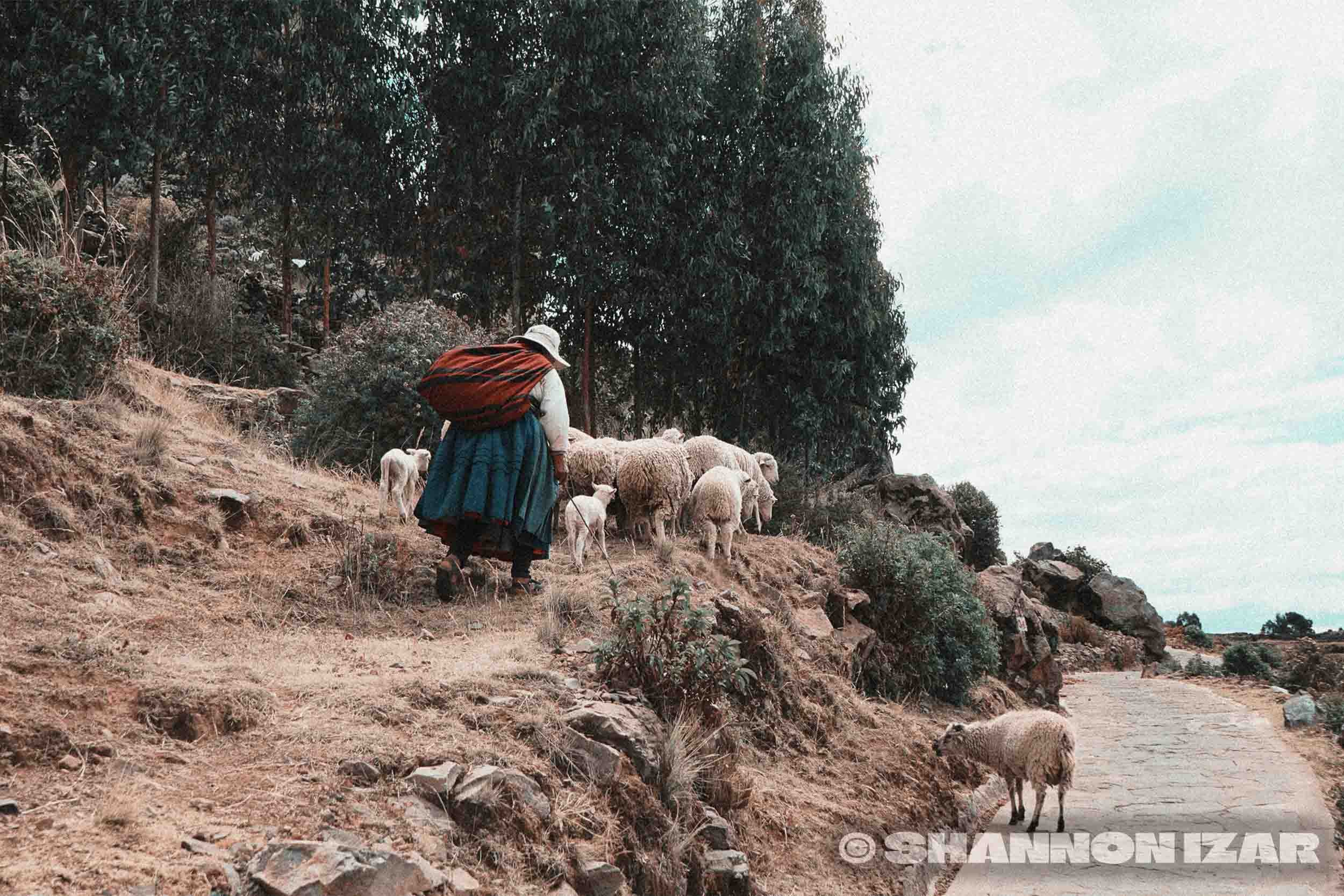 Une femme portant un chapeau blanc, une jupe bleue et un sac rouge, marche dans une colline herbeuse avec un troupeau de moutons. Il y a des arbres derrière elle et le ciel est partiellement nuageux.
