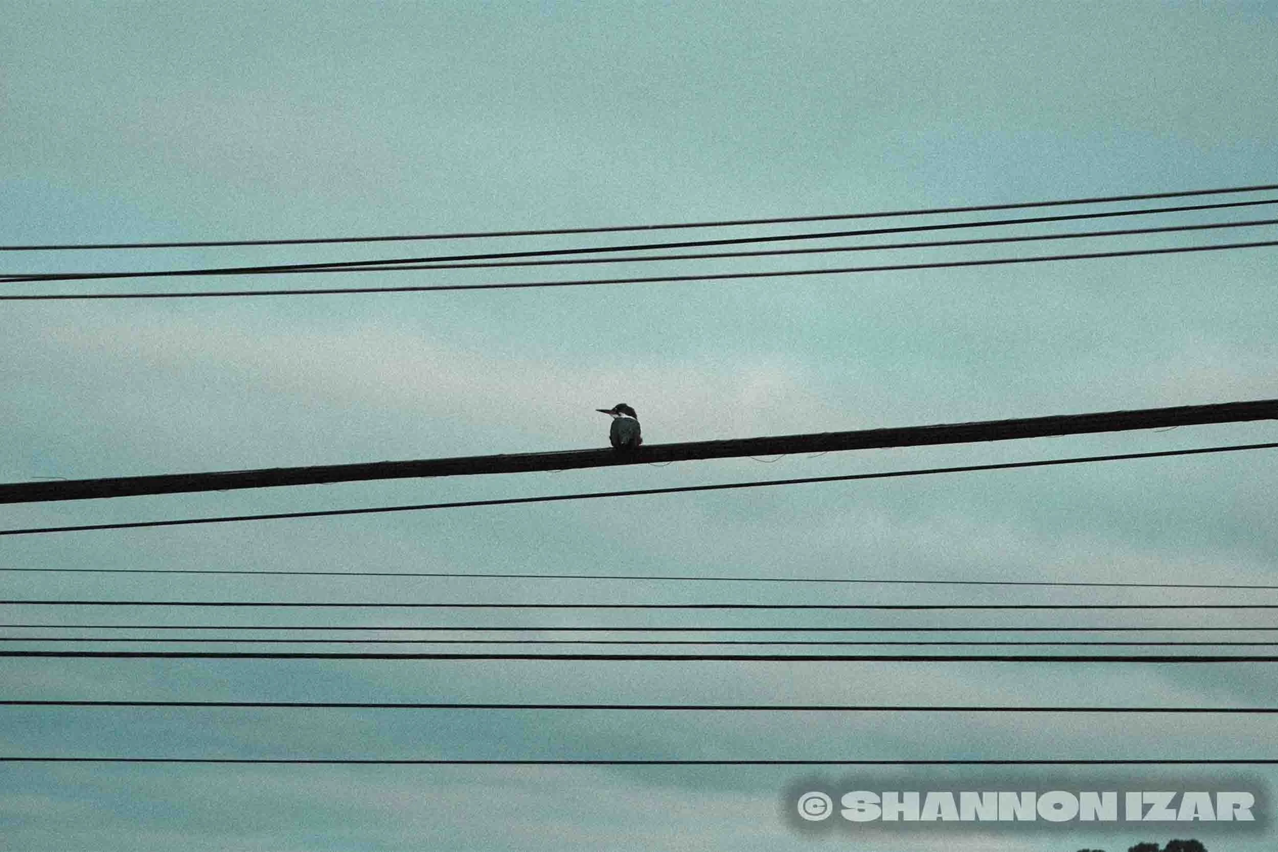 Un oiseau perché sur une ligne électrique contre un ciel bleu avec quelques nuages.