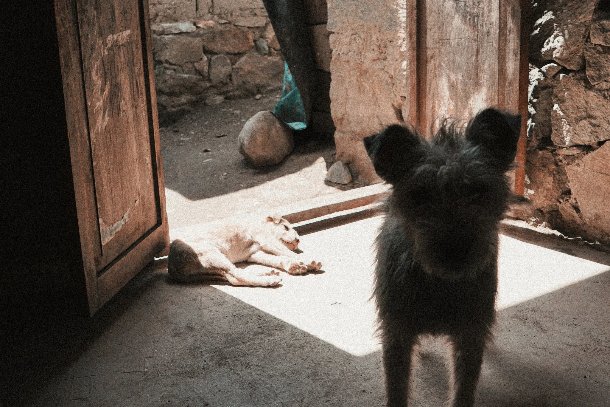 entre chien et loup.jpg