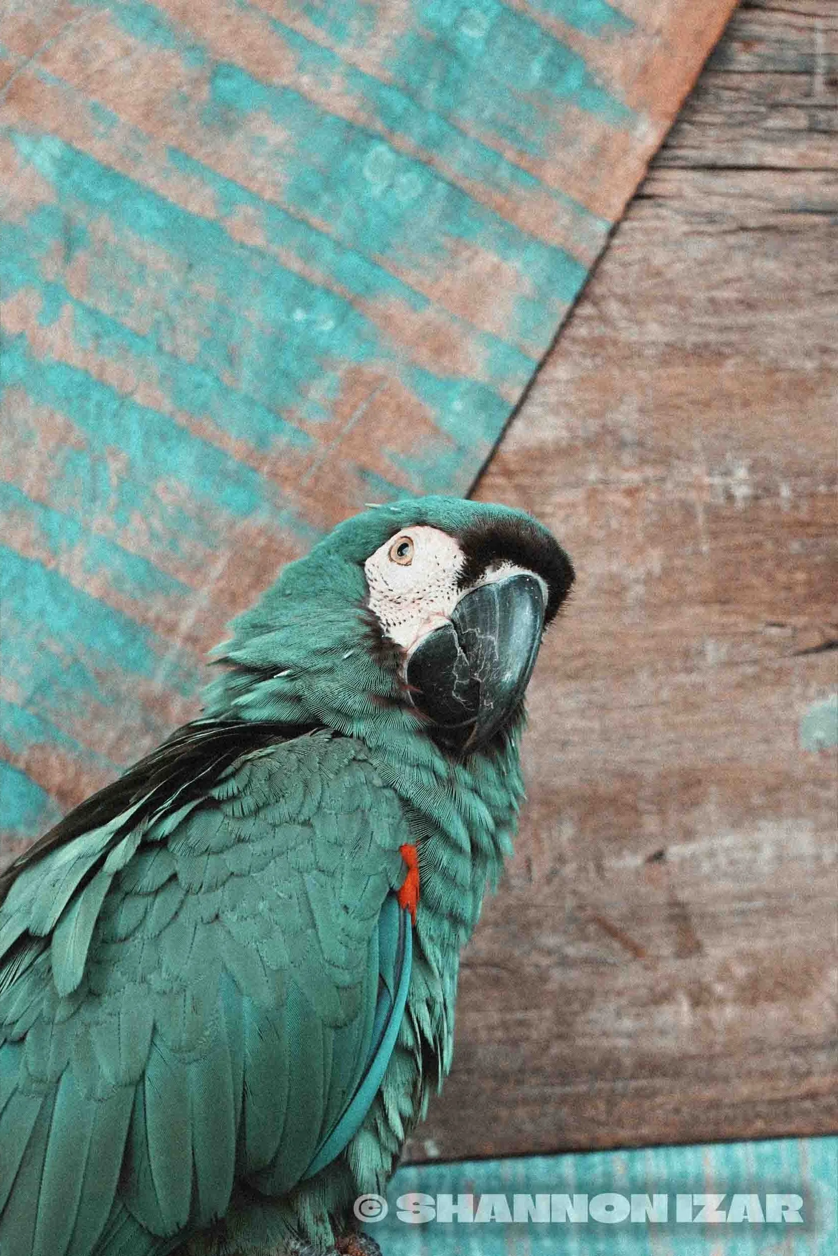Un perro ara parrot vert avec une face blanche, un bec noir et des yeux jaunes, posé contre un fond en bois. L'image comporte une watermark en bas qui indique le nom de l'auteur.