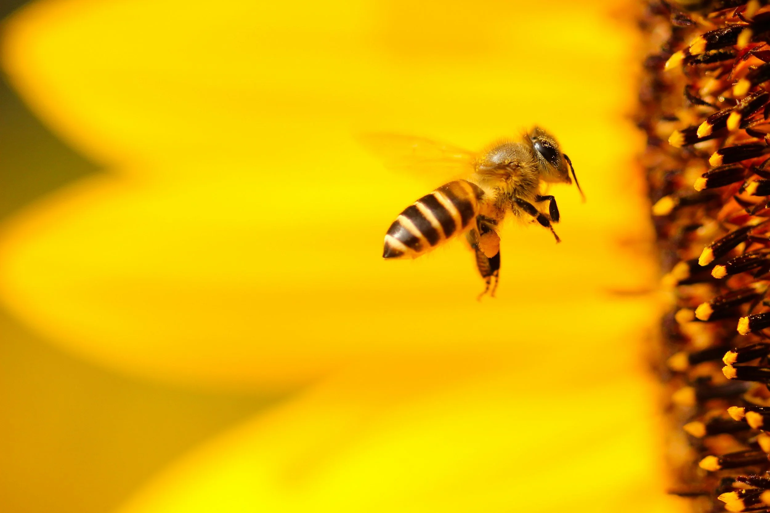 Close-up of a bee collecting nectar from a yellow flower, showing detailed black and yellow striped body, wings, and pollen-stained stamens.