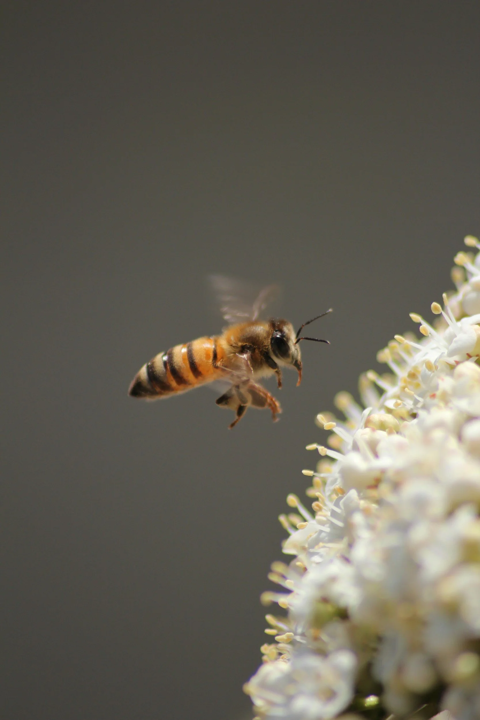 Close-up of a honeybee flying toward a cluster of white flowers.