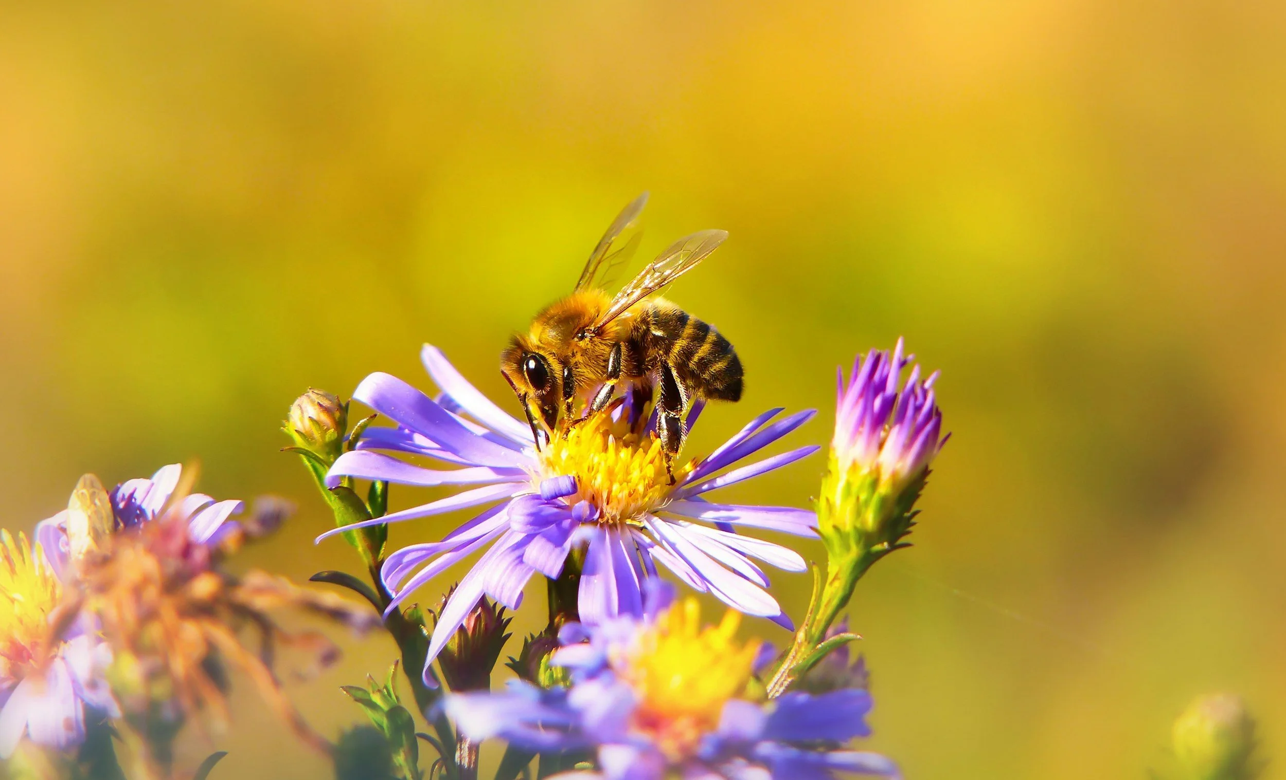 Close-up of a bee on a purple and yellow flower with a blurred yellow background.