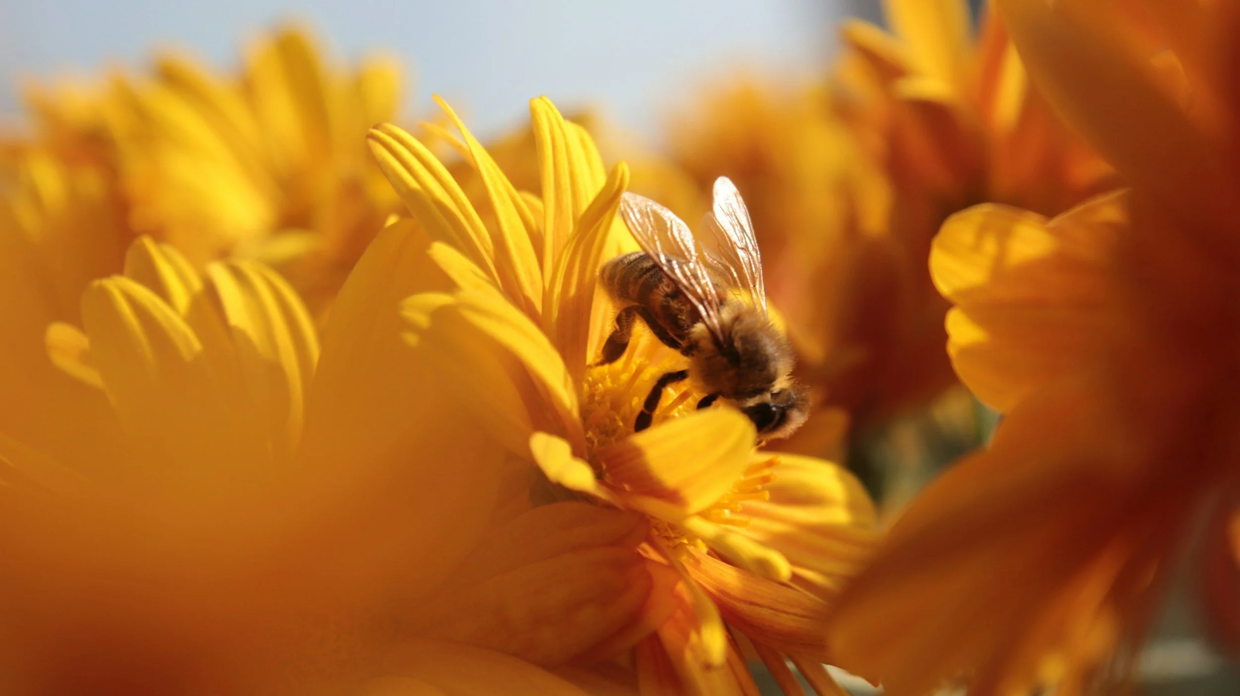 A close-up of a bee collecting nectar from a yellow flower in bright sunlight.