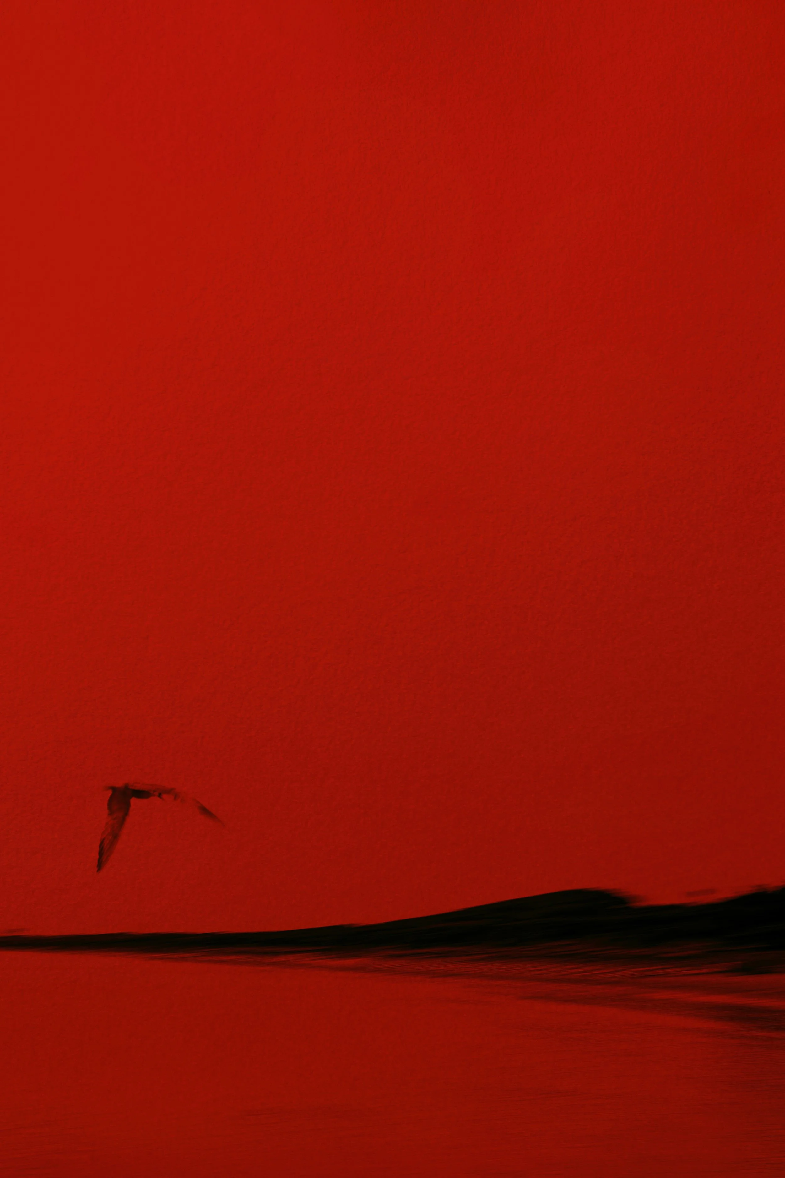 The Bird
