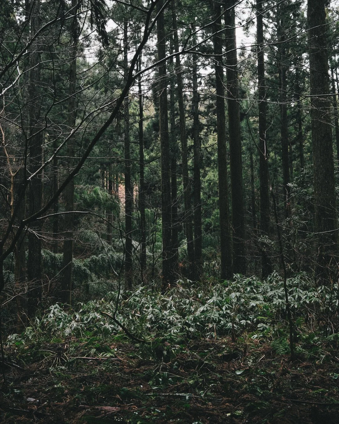 0069_rainforest-Japan.jpg