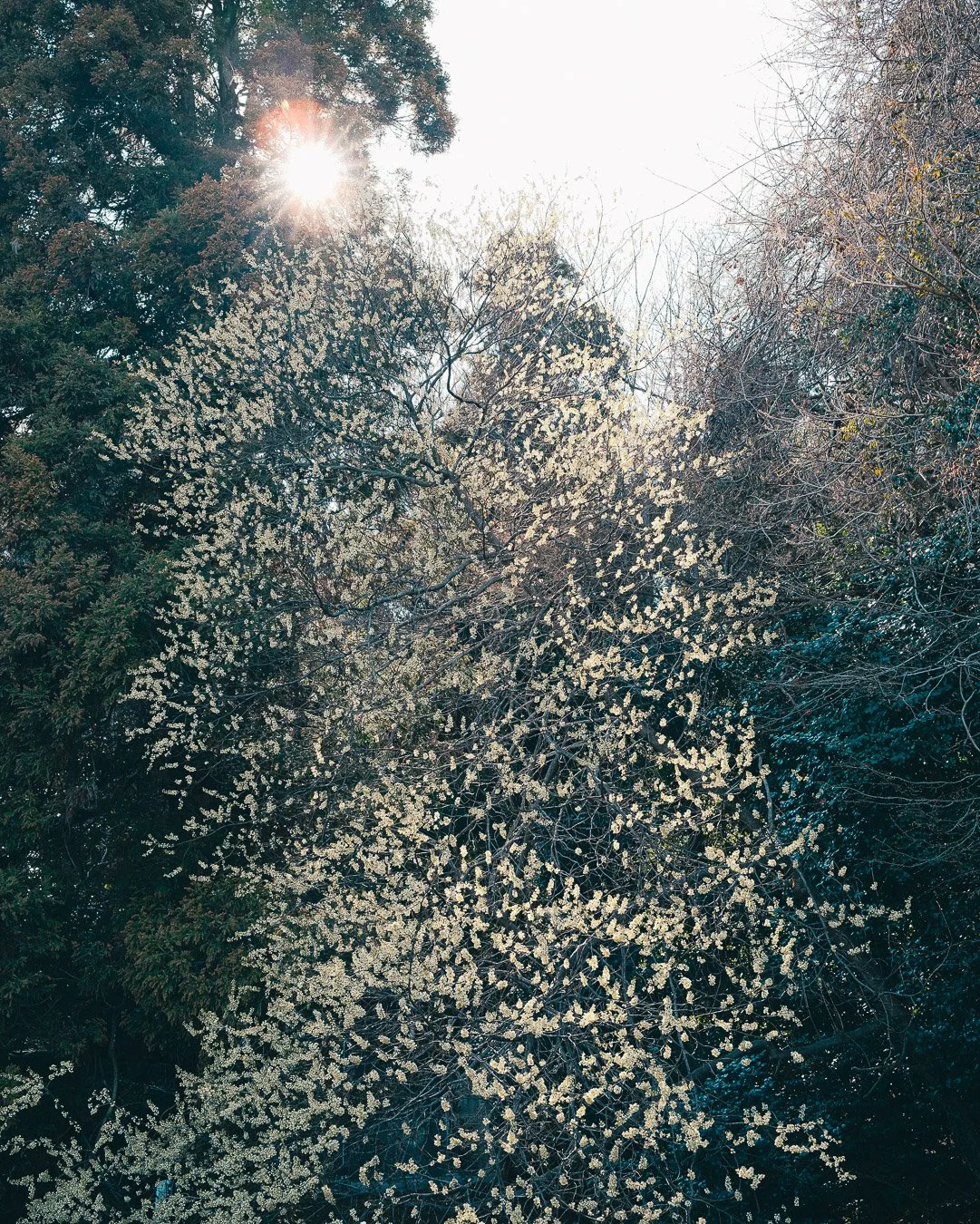 0049_temple-Japan.jpg