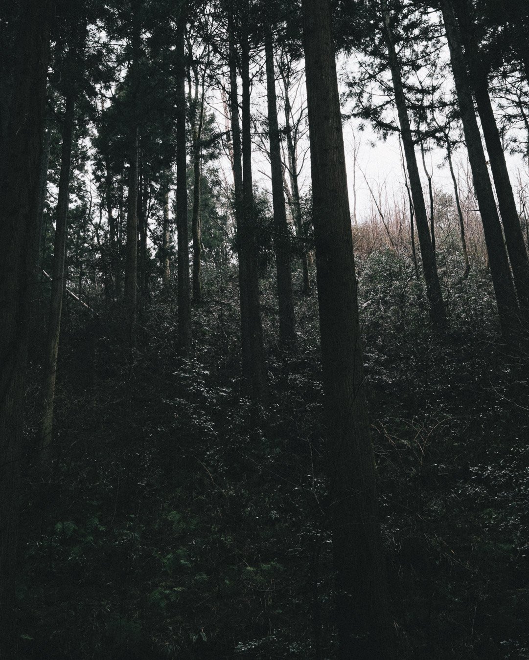 0070_rainforest-Japan.jpg