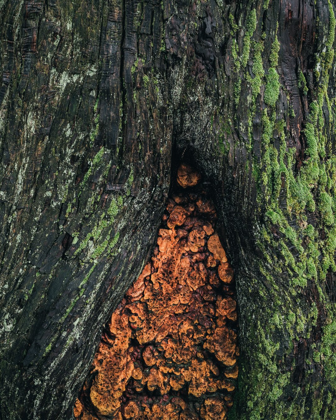 0073_rainforest-Japan.jpg