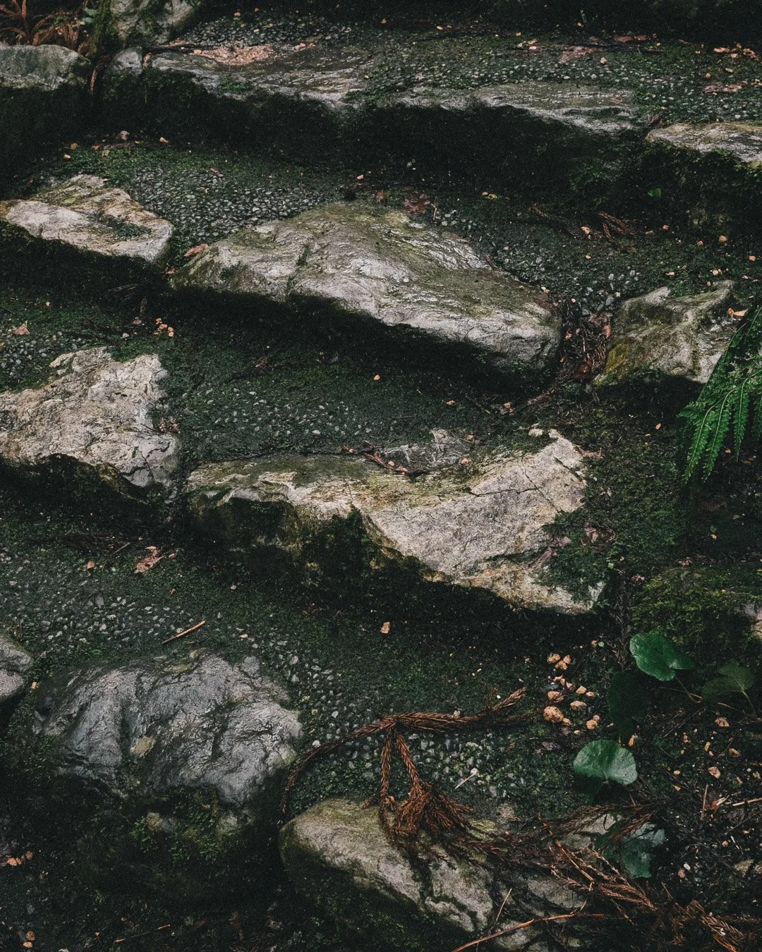 0072_rainforest-Japan.jpg