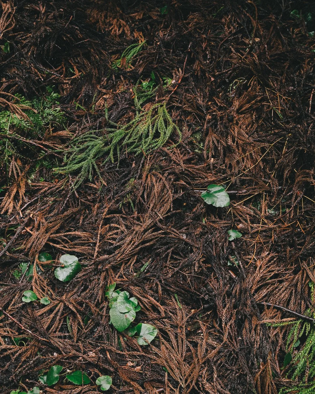 0071_rainforest-Japan.jpg