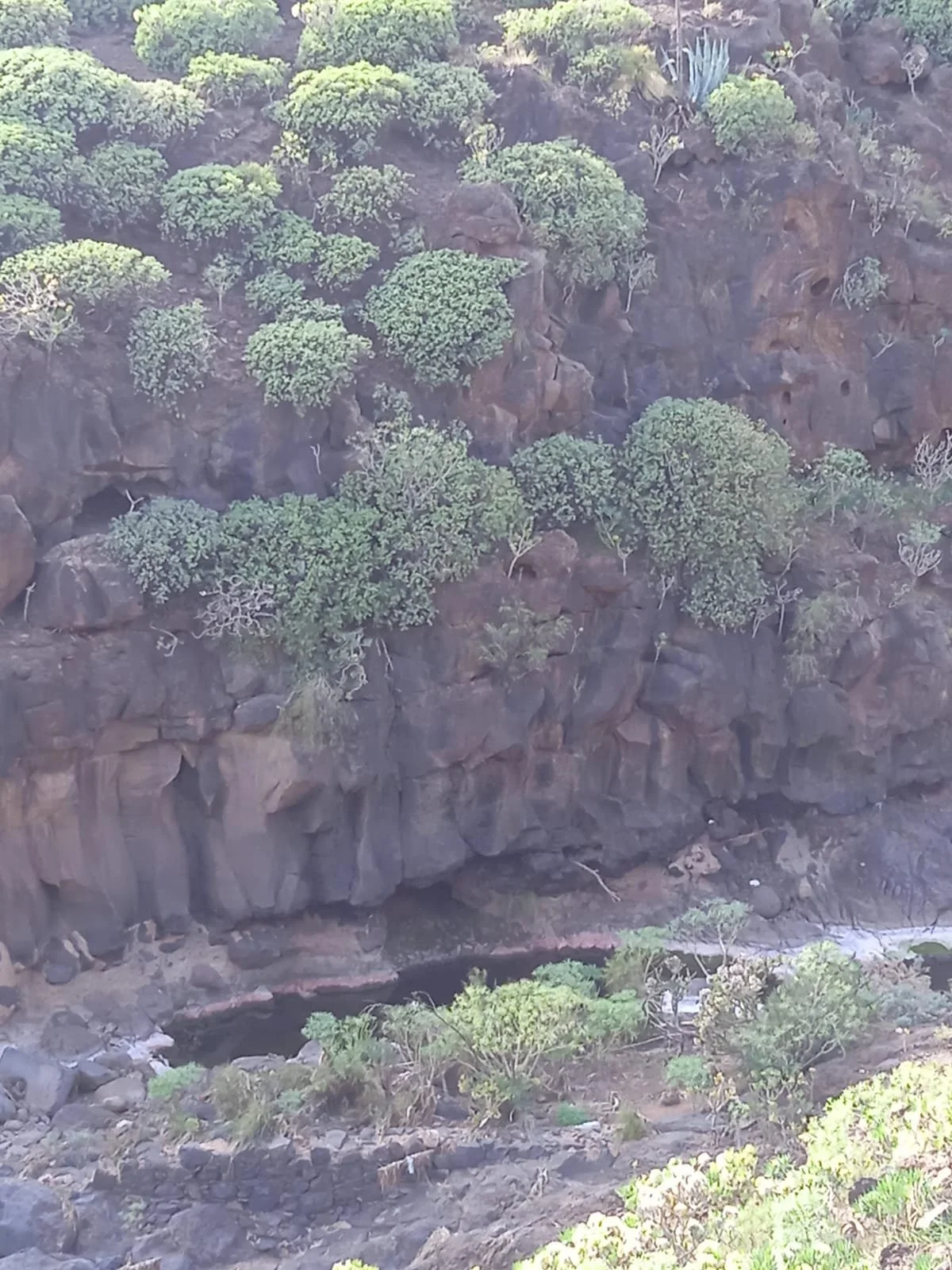 Vegetación de arbustos y árboles dispersos en una zona rocosa con una corriente de agua en la base.