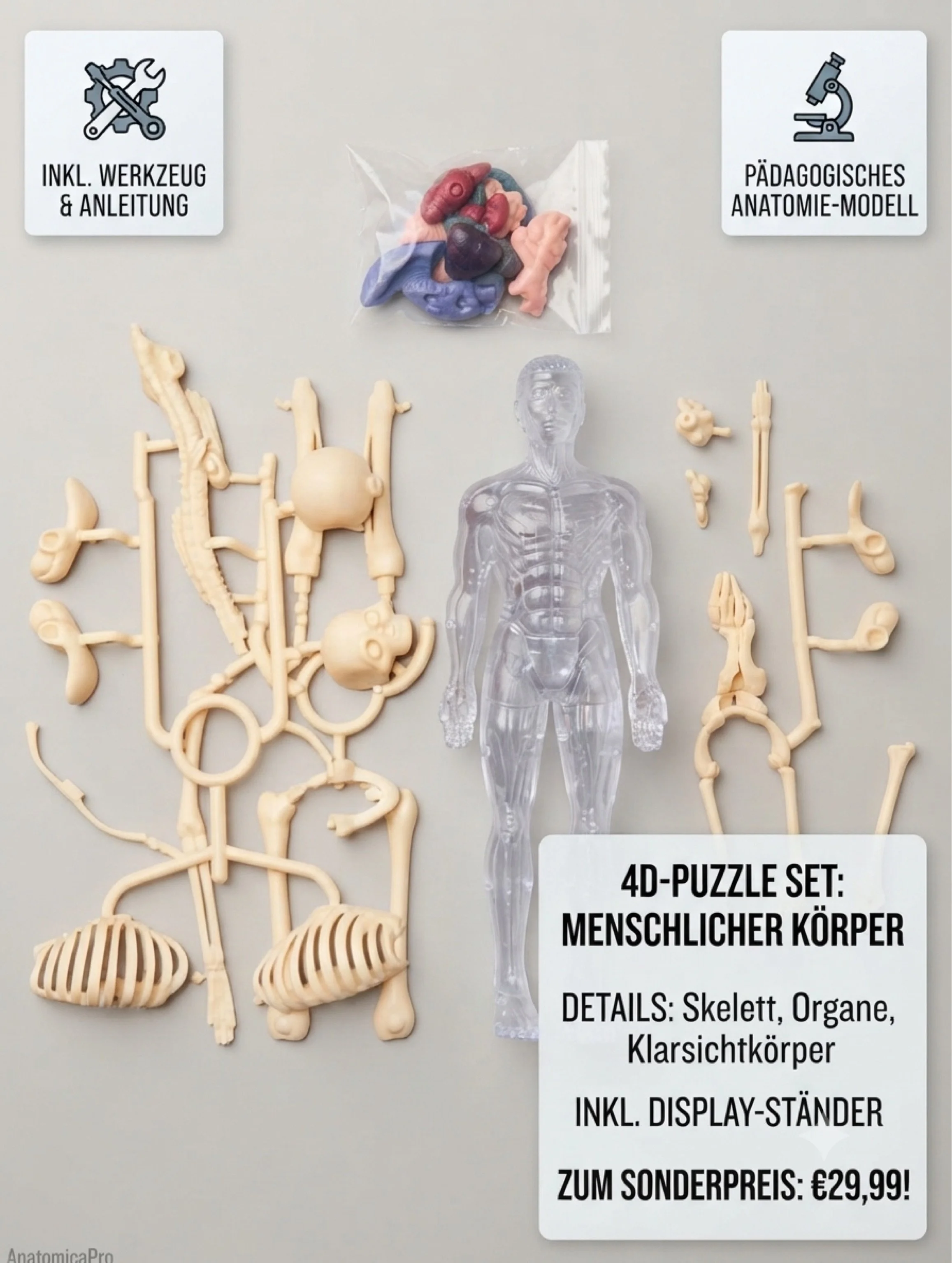 4D-Anatomie-Modell Skelett / Menschlicher Körper – Lernspielzeug / Puzzle