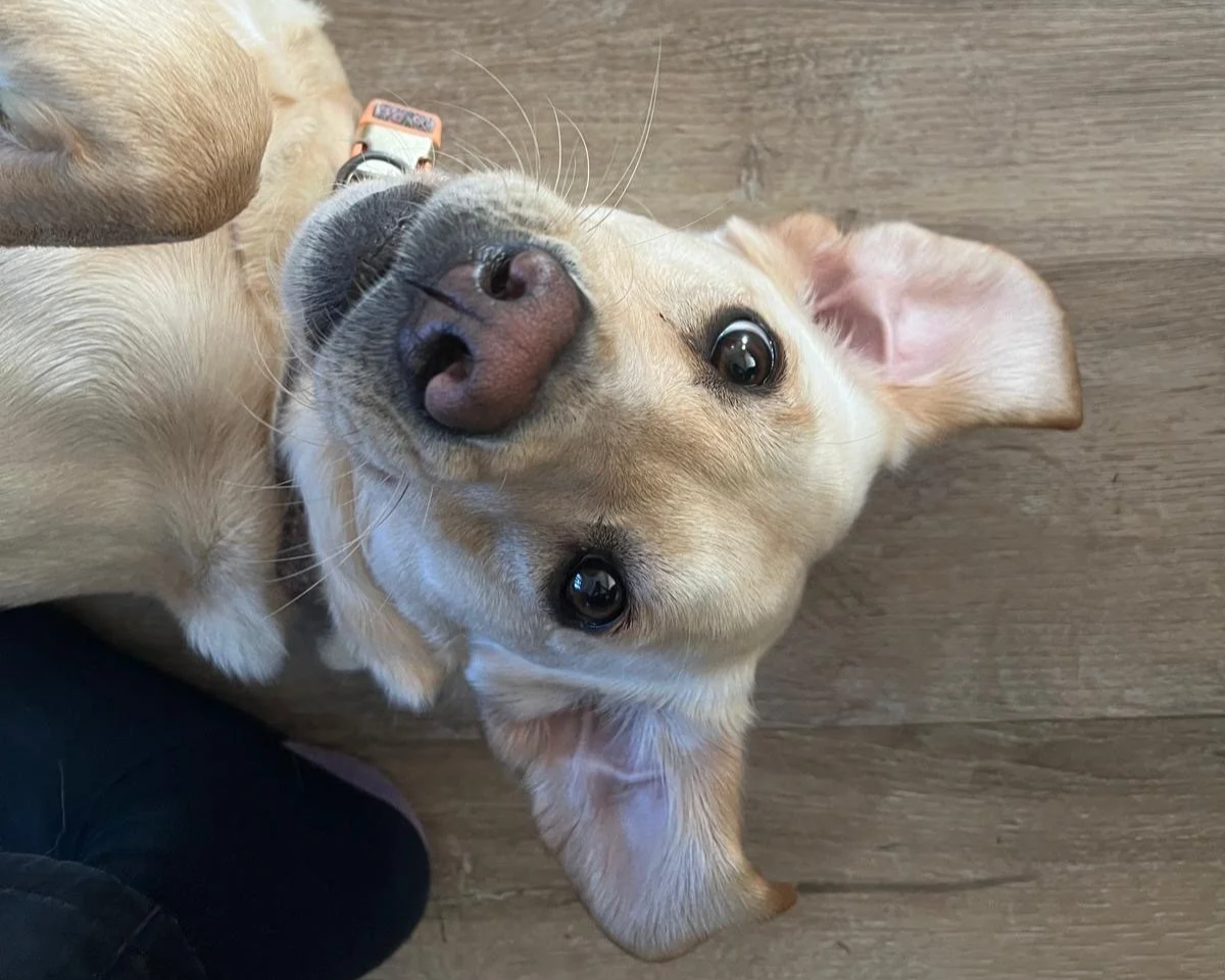 A tan-colored dog lying on its back on a wooden floor, looking up at the camera with big, dark eyes and a black nose.