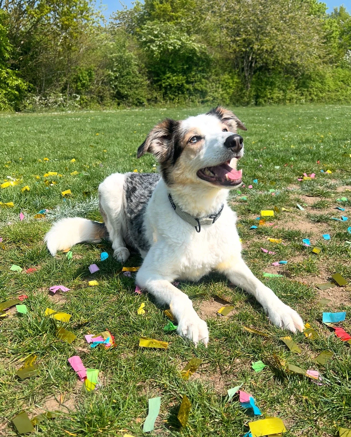 A happy dog lying on the grass during a celebration, surrounded by colorful confetti with a green tree line and blue sky in the background.