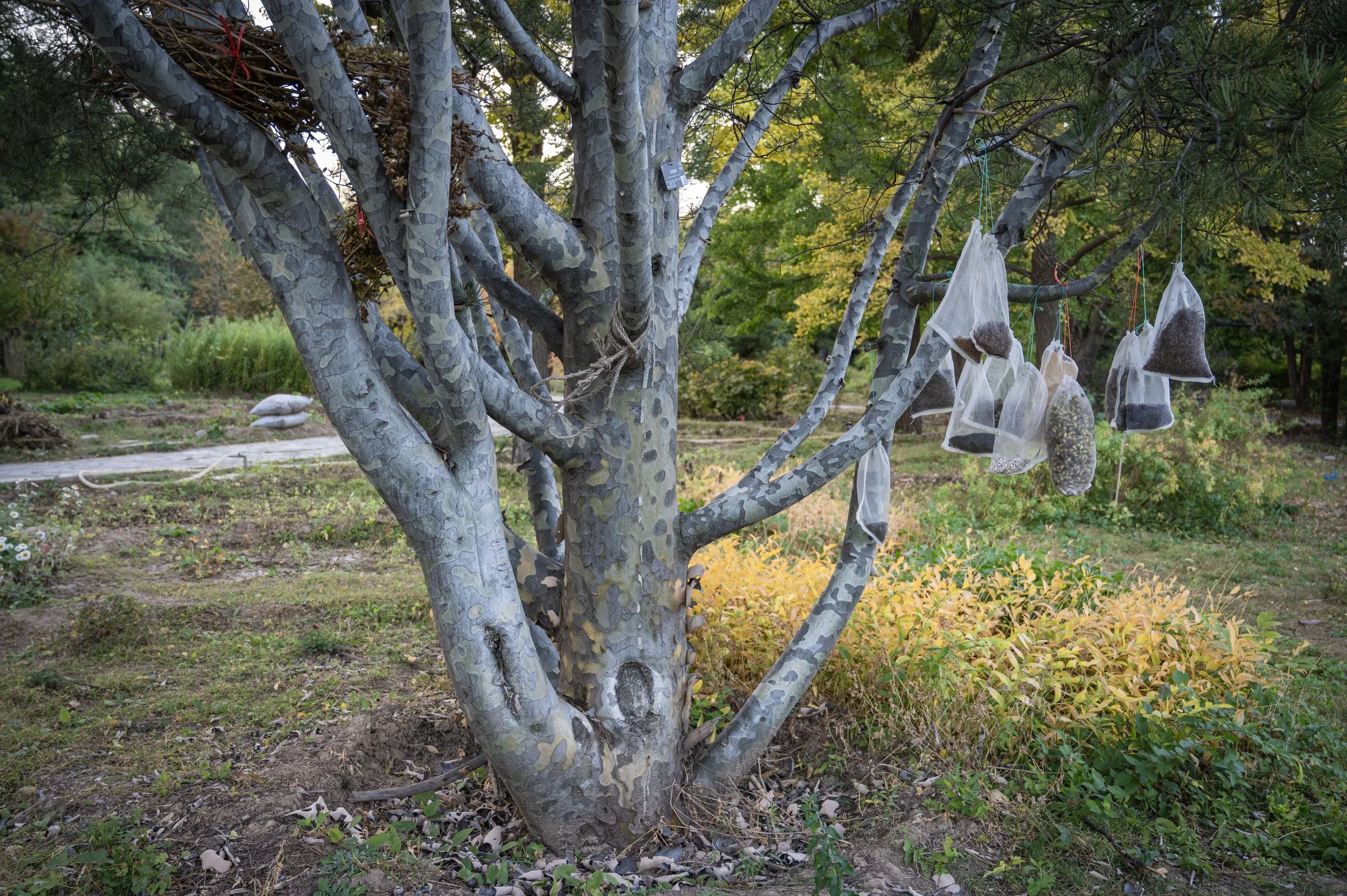 Beijing Botanical Garden, 2024