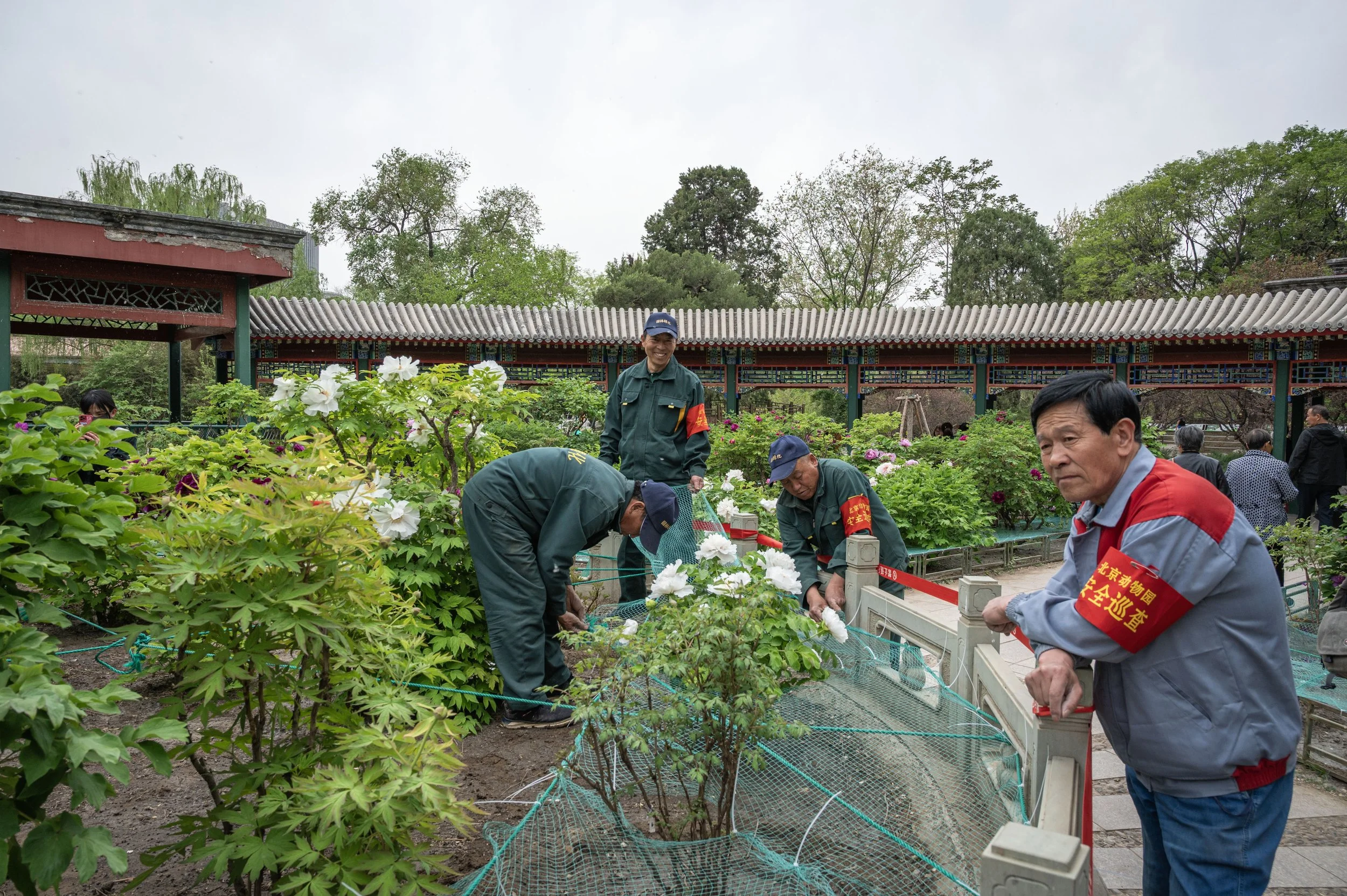 Honglingjin Park, Beijing 2024