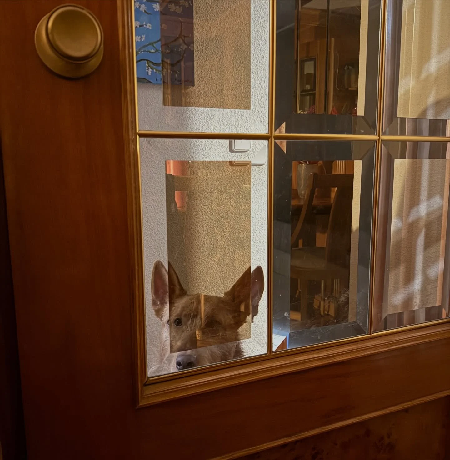 Someone doesn&rsquo;t like being locked out of the living room/my office. But I got THREE CHAPTERS EDITED in one session! So at least all of his suffering is in service of something.

Chapter edited: 25/28