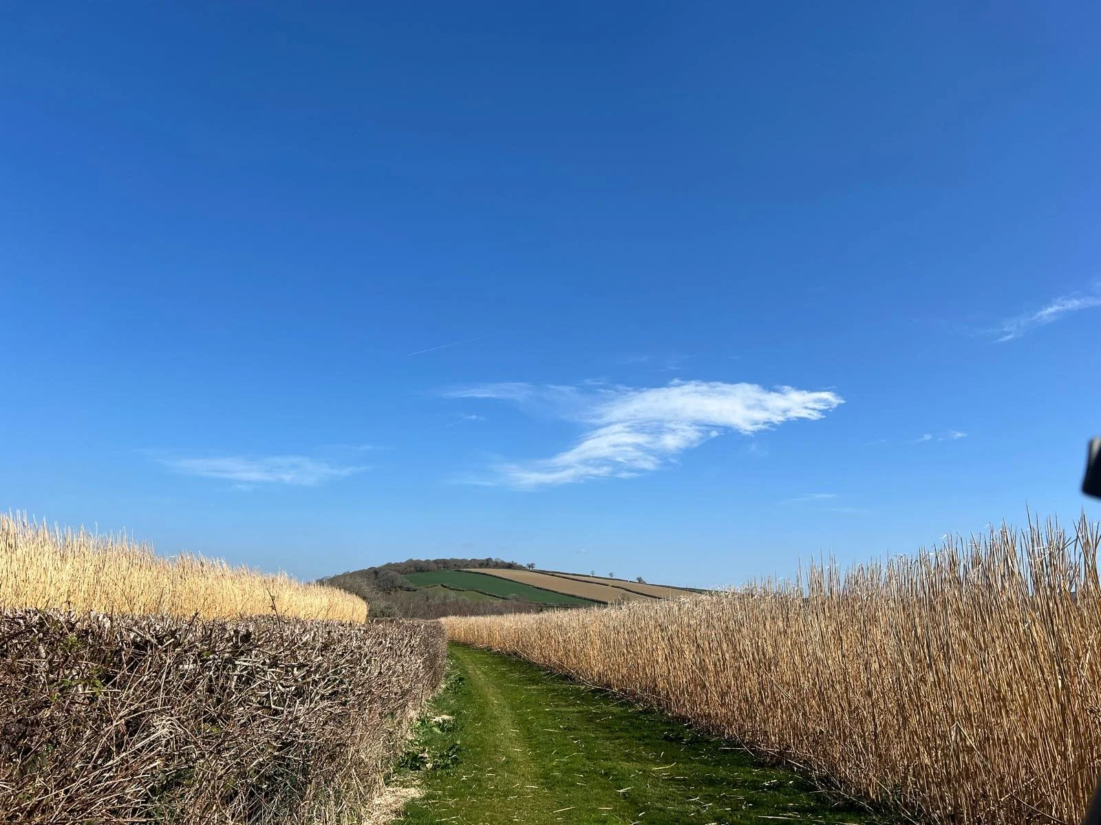 A rural landscape with a dirt path running between golden wheat fields under a blue sky with a few white clouds.