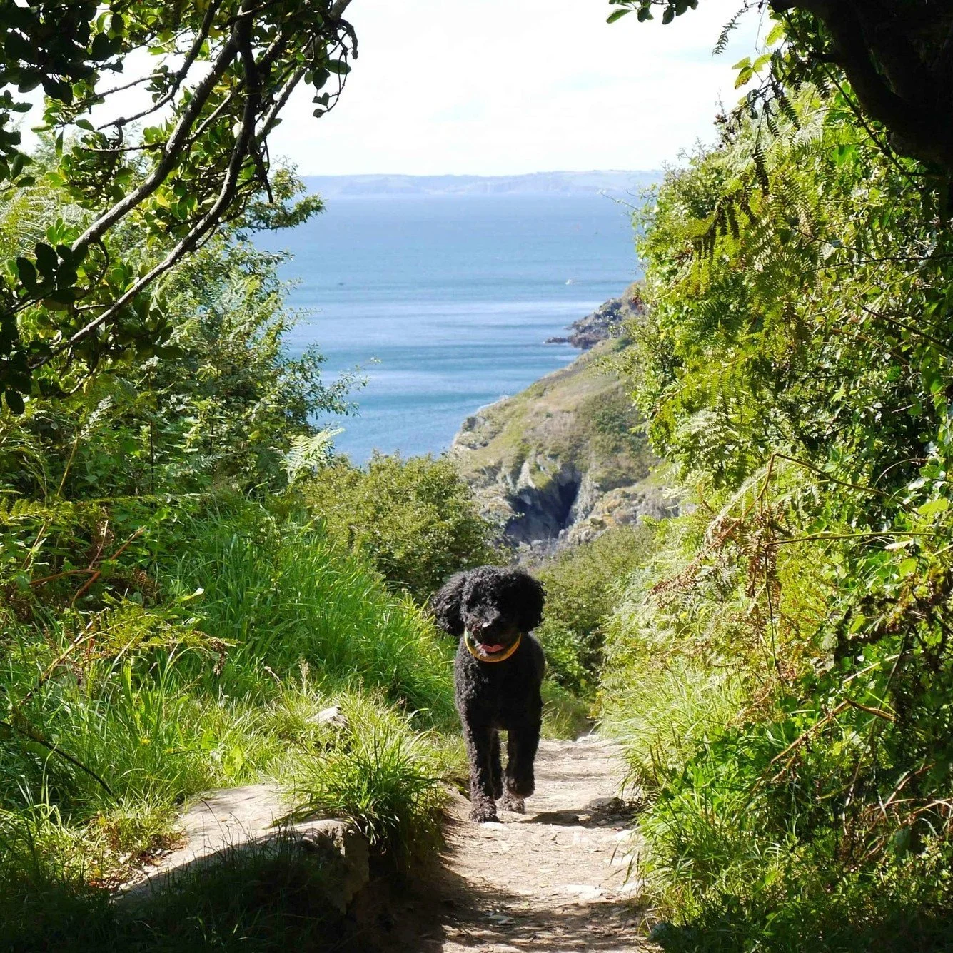 A small black dog walking on a trail surrounded by green plants and bushes, with a view of the ocean in the background.
