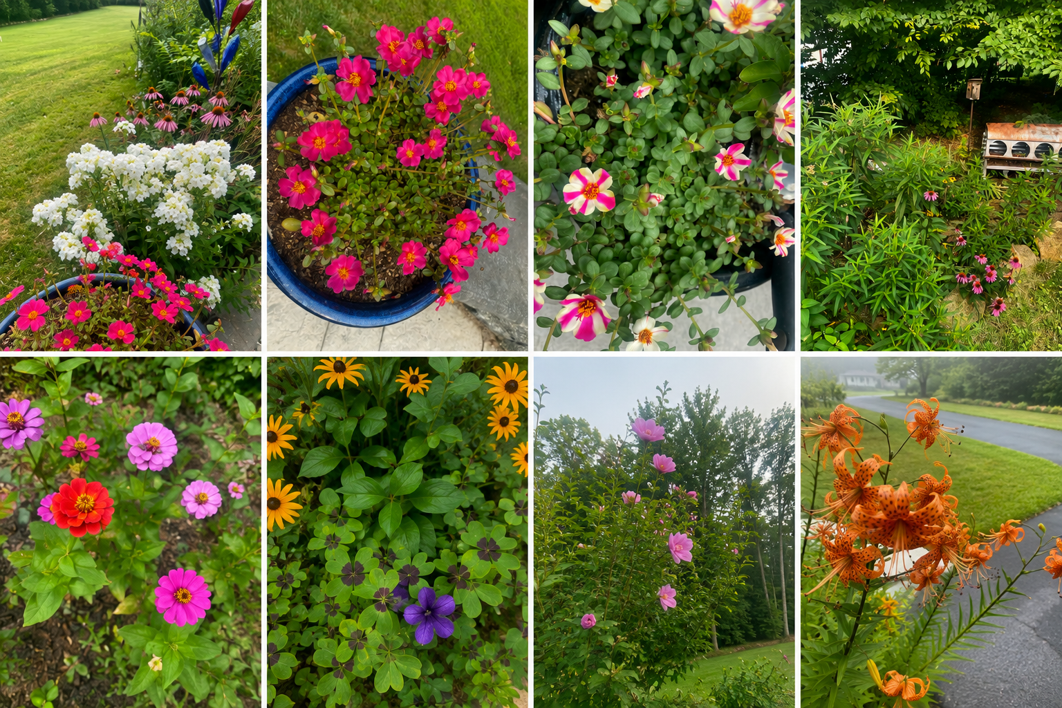 Summer is in full swing! Here's a little snippet of what's blooming today around Clucking Hill.