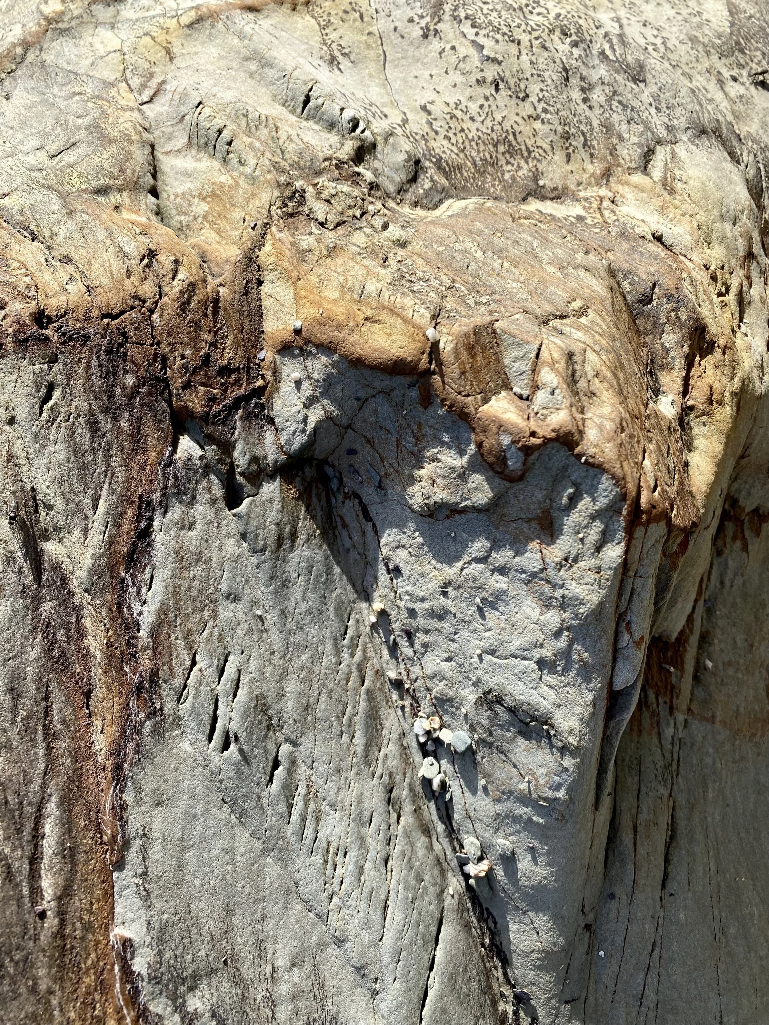 Fossil of a prehistoric creature embedded in a rock, with a long tail, skull, and limb bones visible.