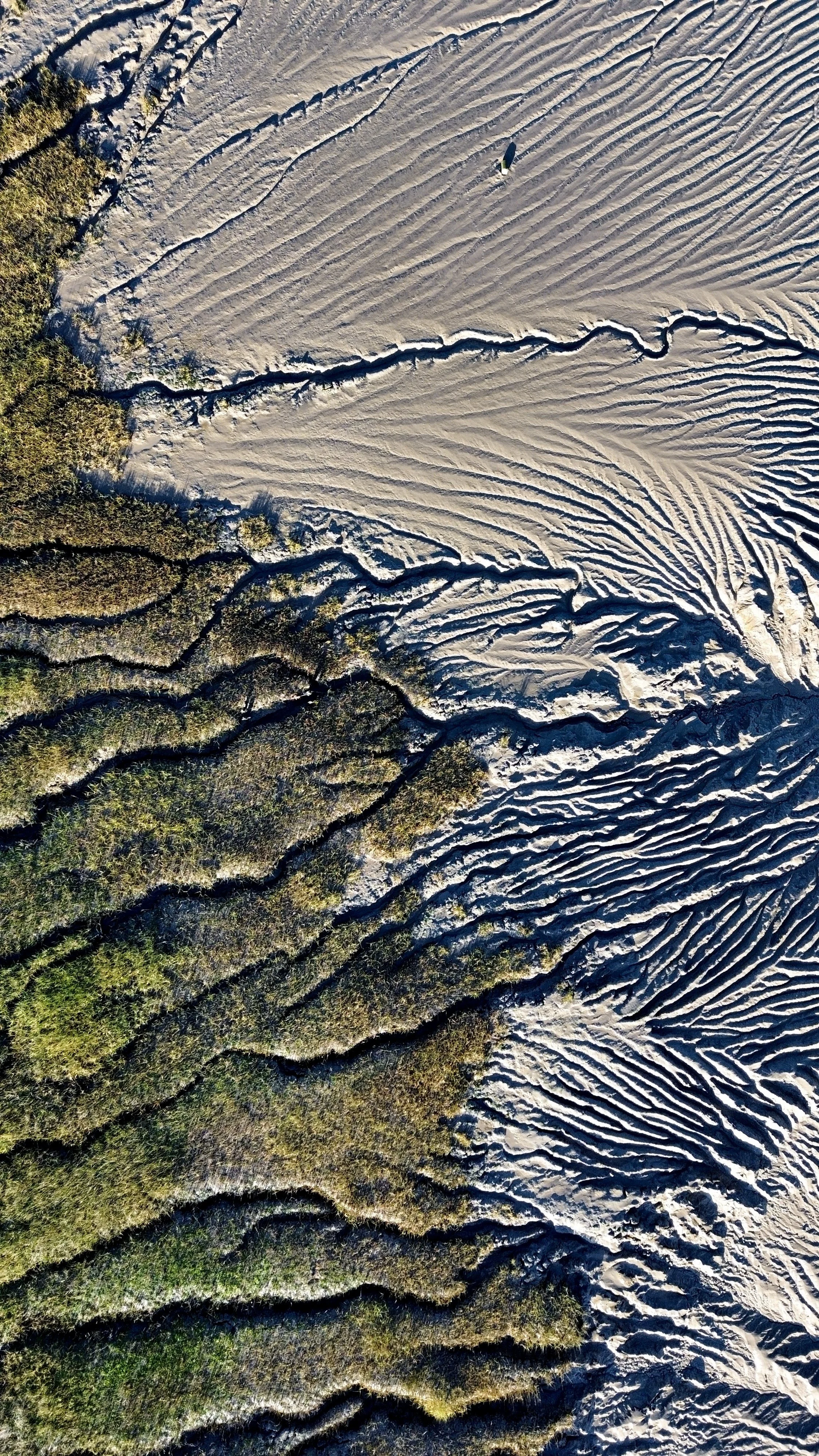 An aerial view showing a landscape divided into green forested areas and sandy dunes with ripples, separated by dark winding channels.