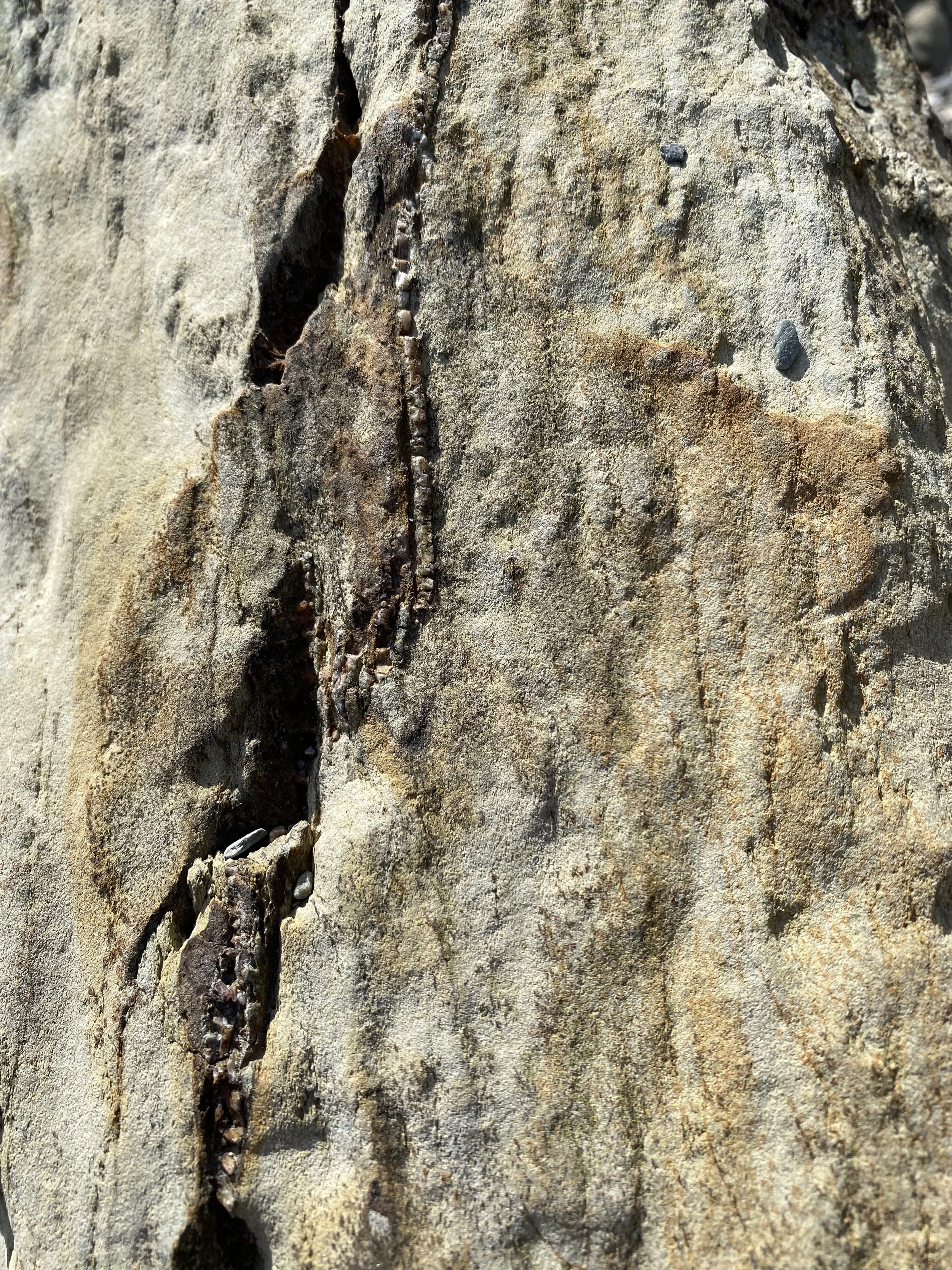 Close-up of a weathered rock surface with visible cracks and small pebbles embedded in the crevices.