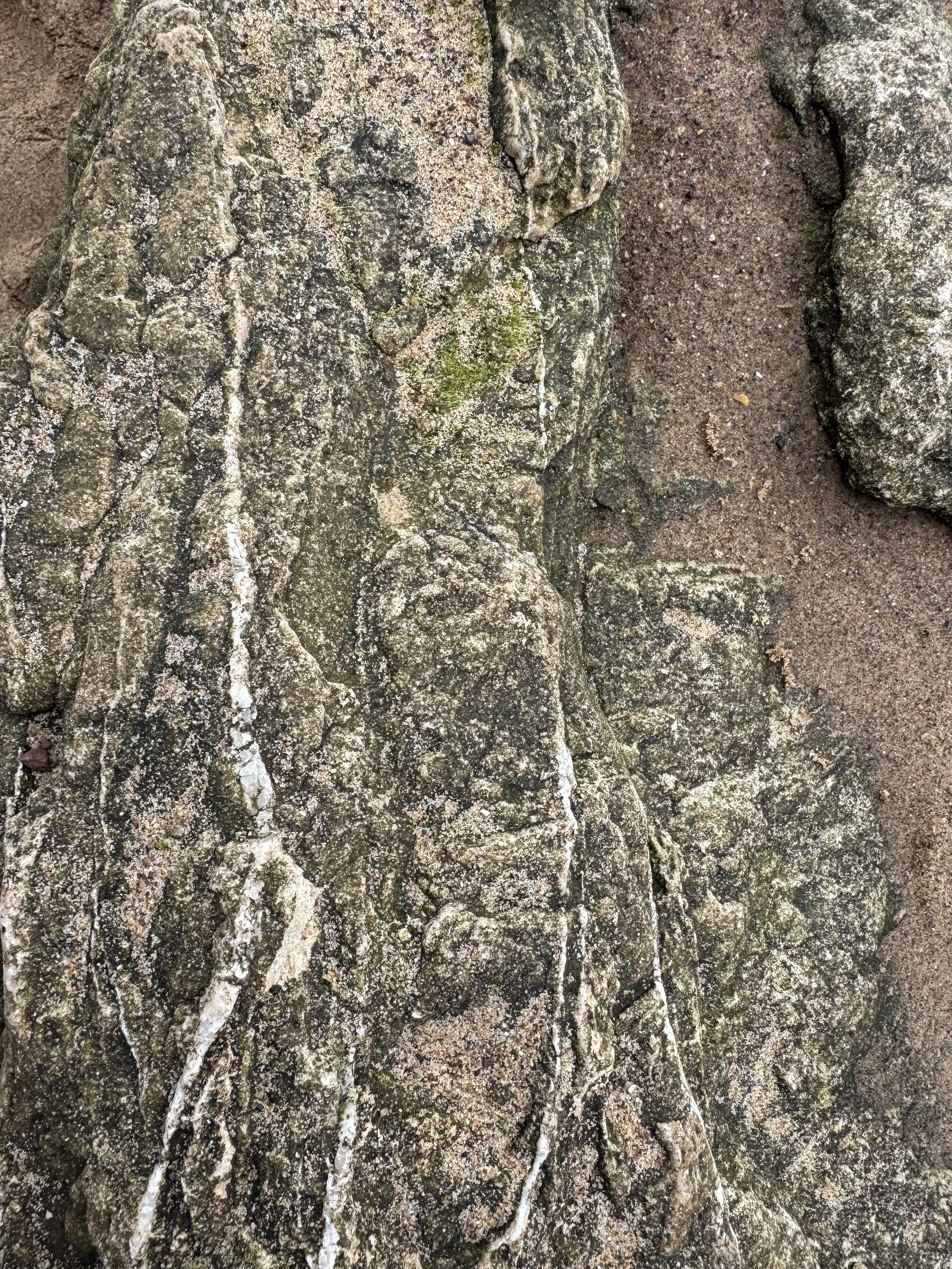 Close-up of rough, textured tree bark with green moss and roots extending downward onto the ground.