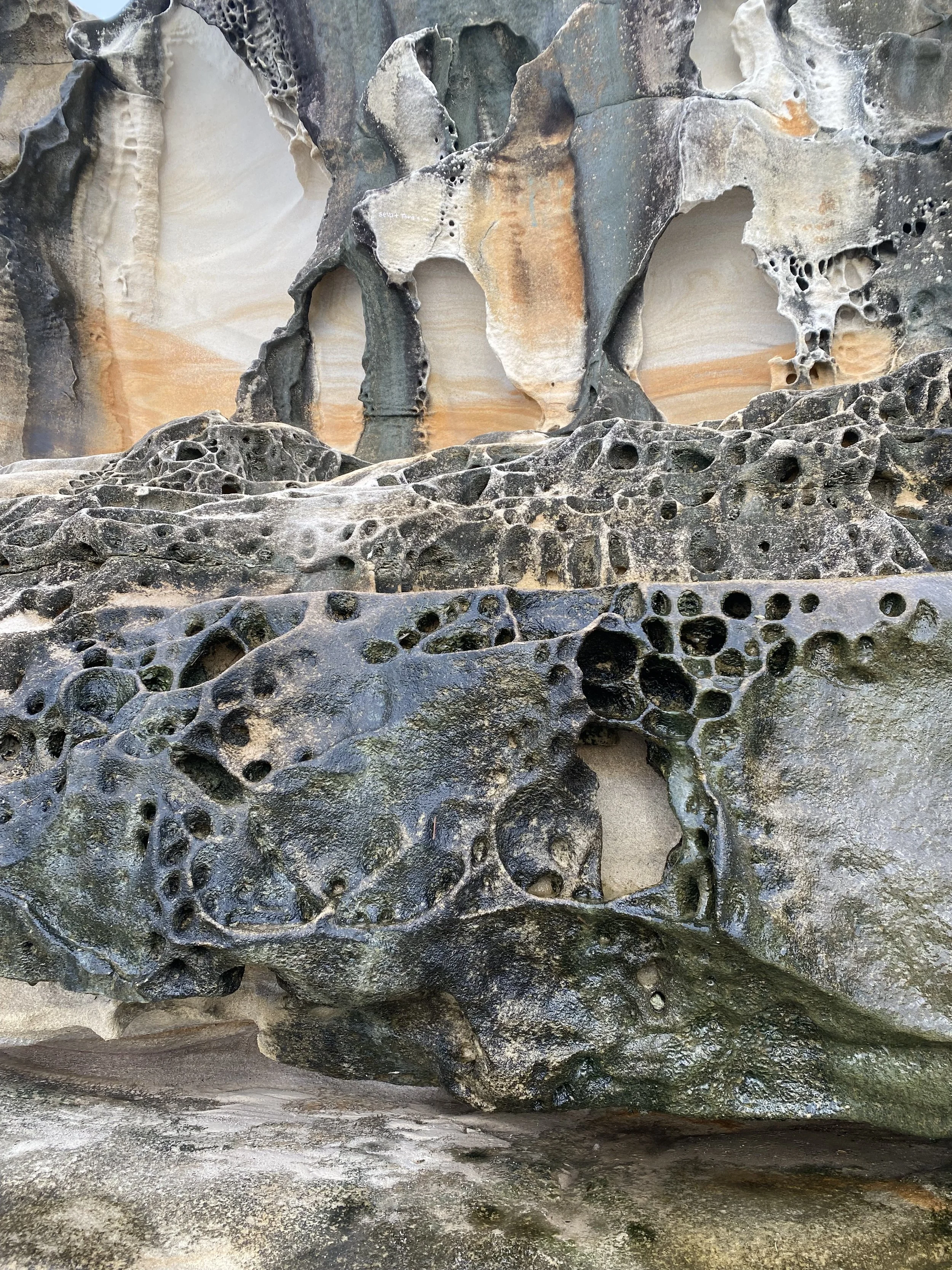Close-up of a fossilized rock with intricate patterns and holes, likely a petrified coral or marine organism, showing shades of gray, black, and tan.