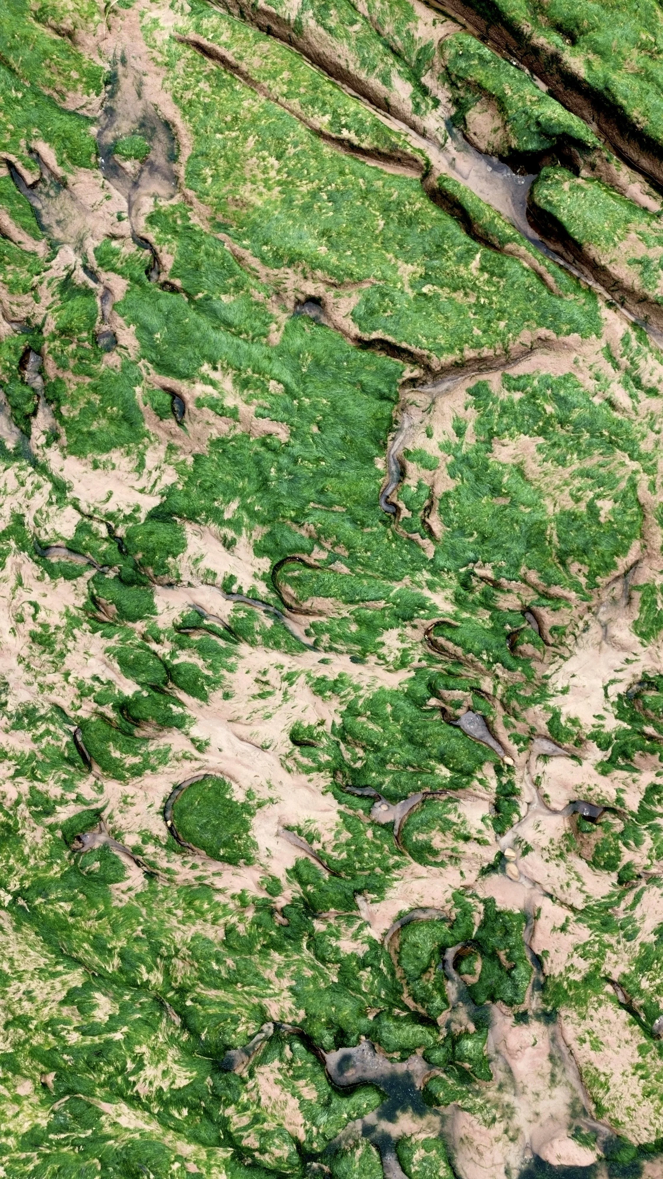 Aerial view of a river meandering through a landscape with green moss and algae on the water's surface and surrounding sandy banks.