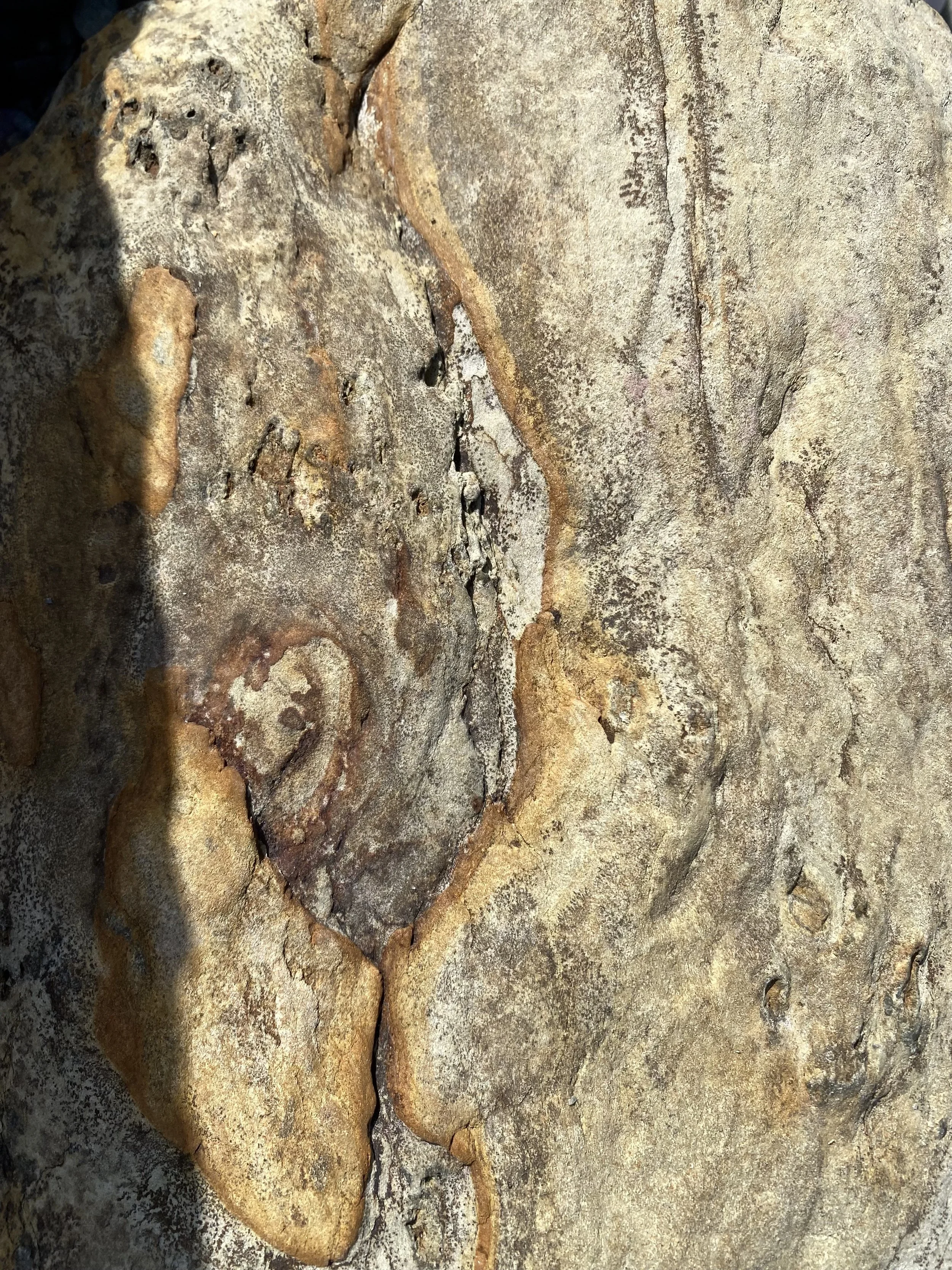 Close-up of a large, textured rock surface with a variety of brown, beige, and gray tones, showing cracks and layers.