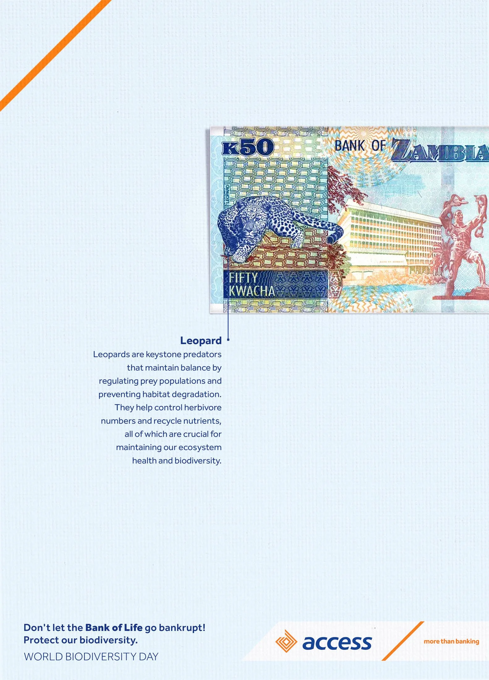 Promotional flyer encouraging protection of biodiversity, featuring a Zambian 50 kwacha banknote with a leopard and a monument, logos for access and more than banking, and text about avoiding bankruptcy and World Biodiversity Day