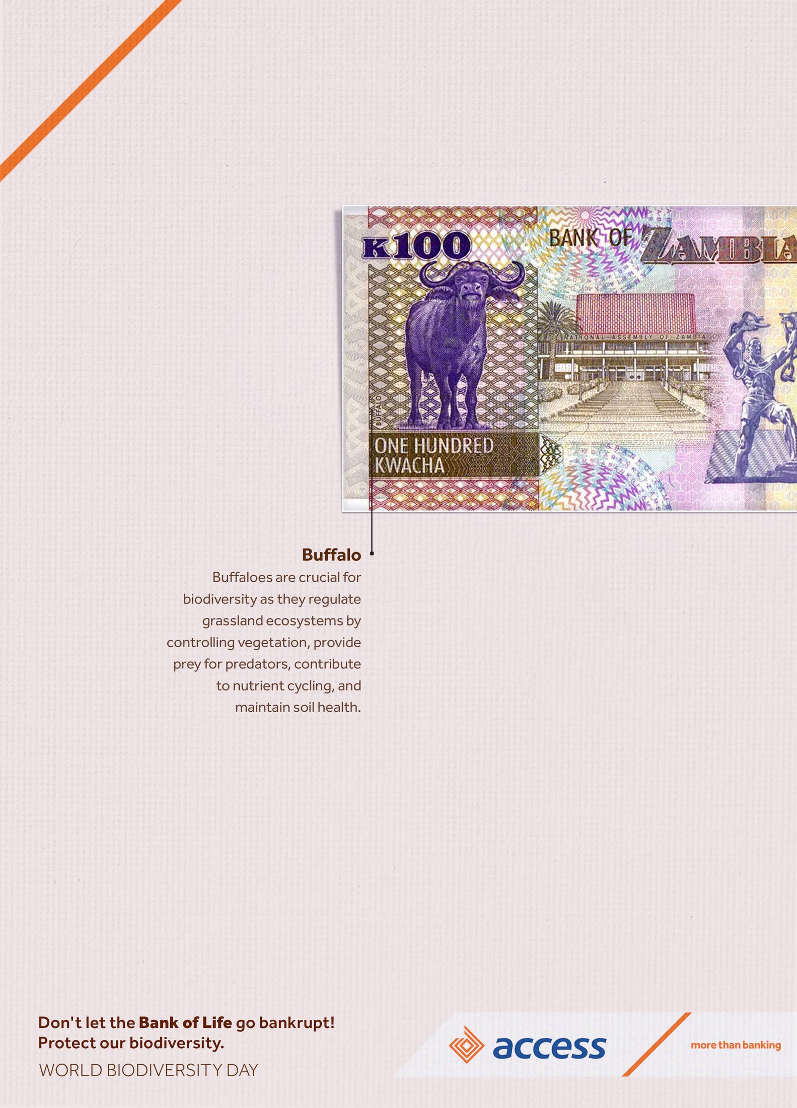 Zambian banknote featuring a buffalo, with text emphasizing biodiversity and environmental protection, promoting World Biodiversity Day.