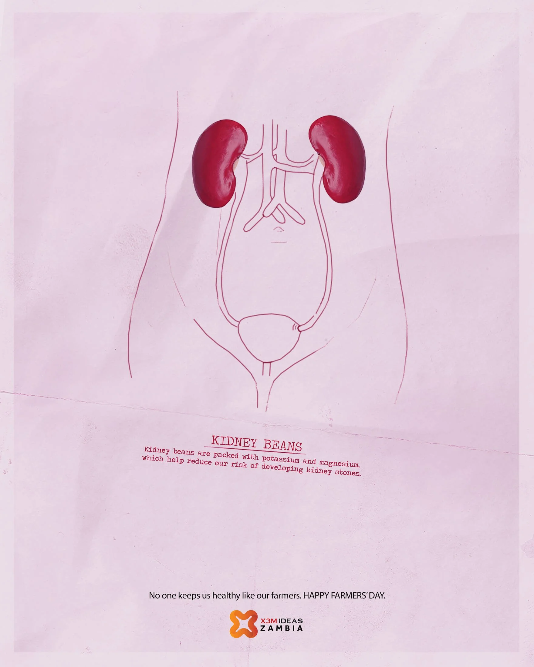 A diagram of the human urinary system highlighting the kidneys, with a focus on kidney beans as a symbol. Text explains that kidney beans are packed with potassium and magnesium, which help reduce the risk of developing kidney stones. A message at th